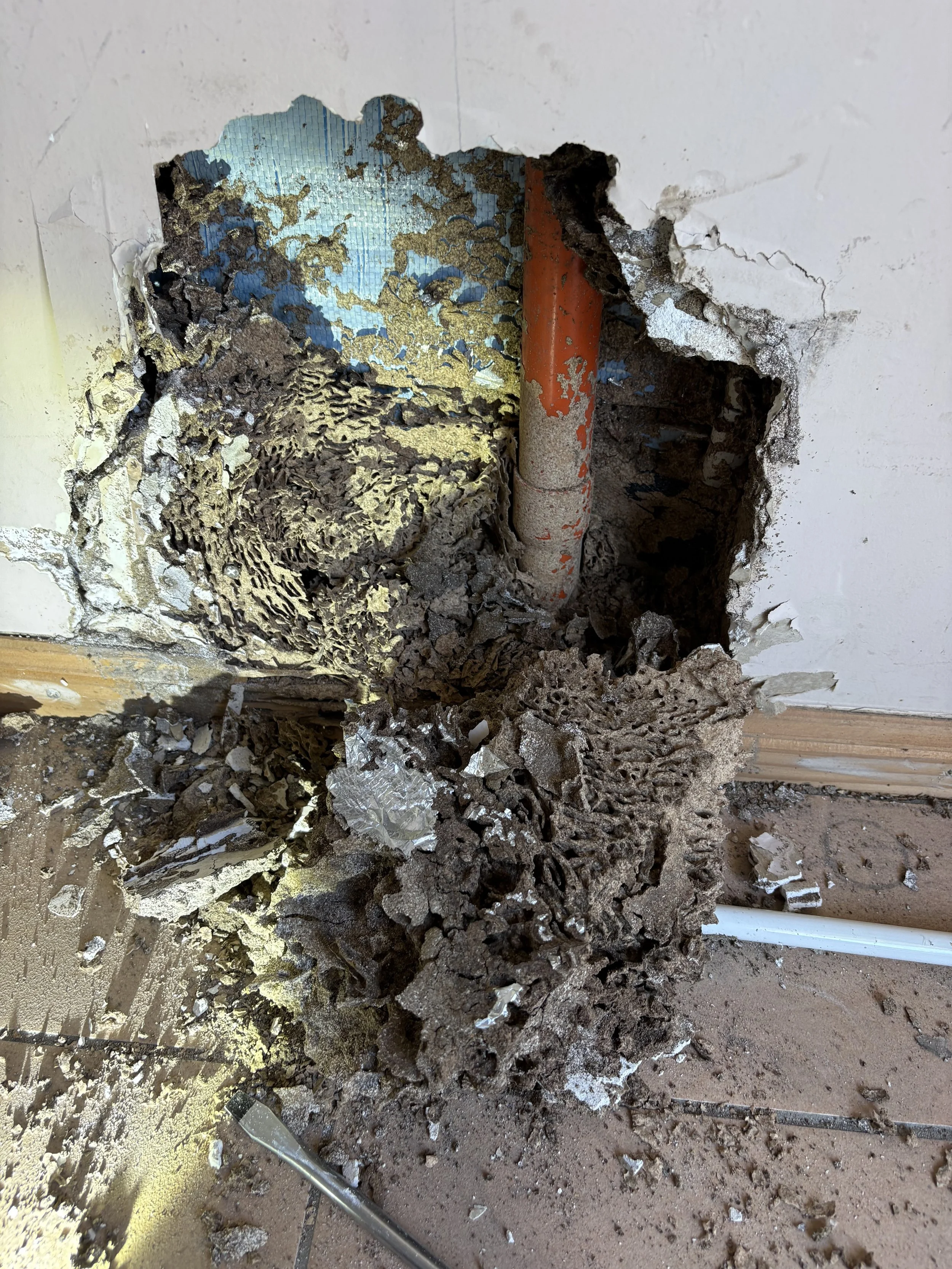 Termite damage Tallai QLD 2.jpeg