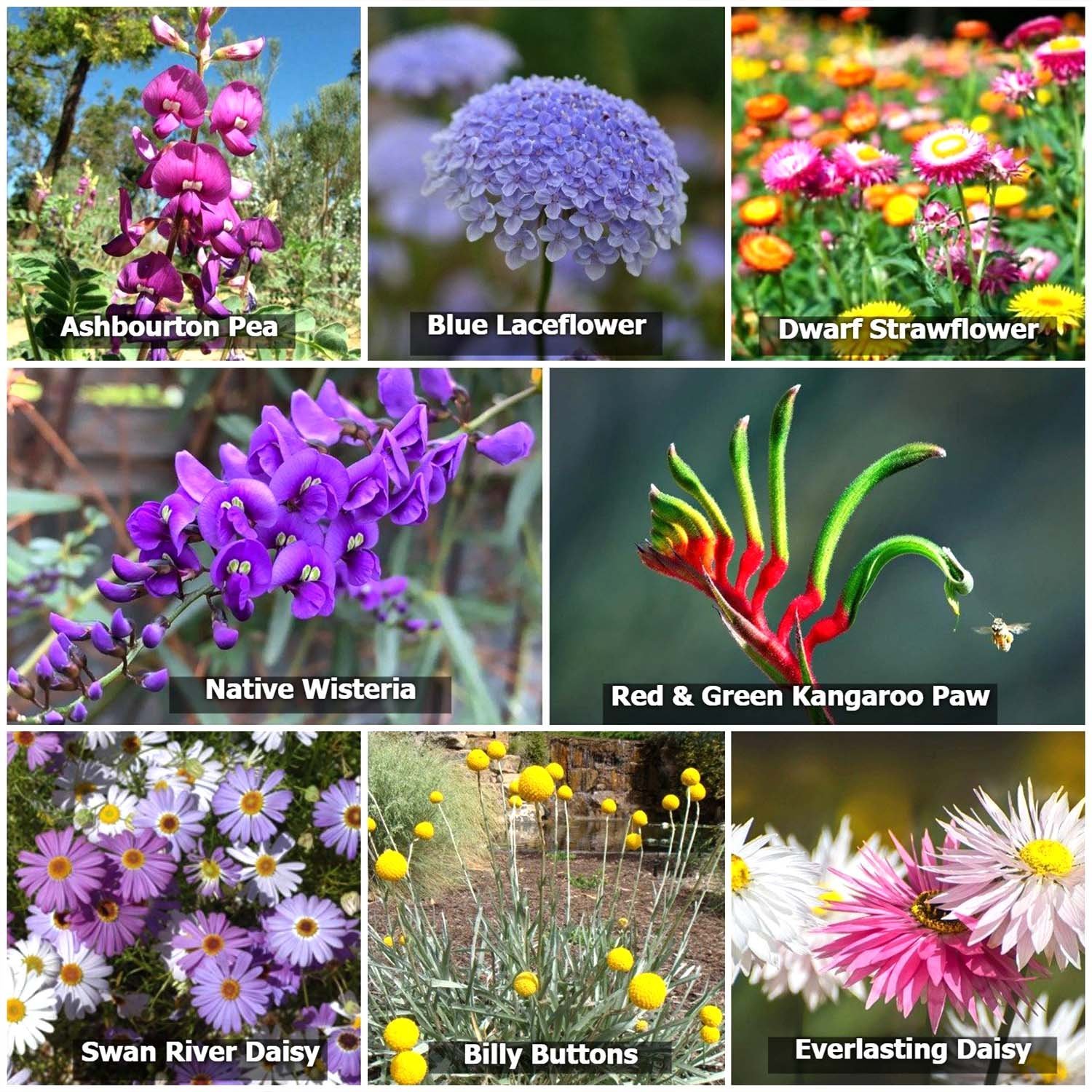 Grid of native wildflowers including kangaroo paw, native wisteria and everlasting daisy