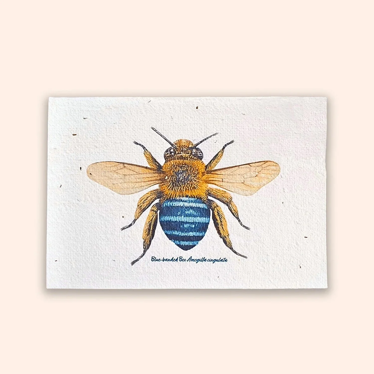 Plantable native seed card with a blue banded bee illustration