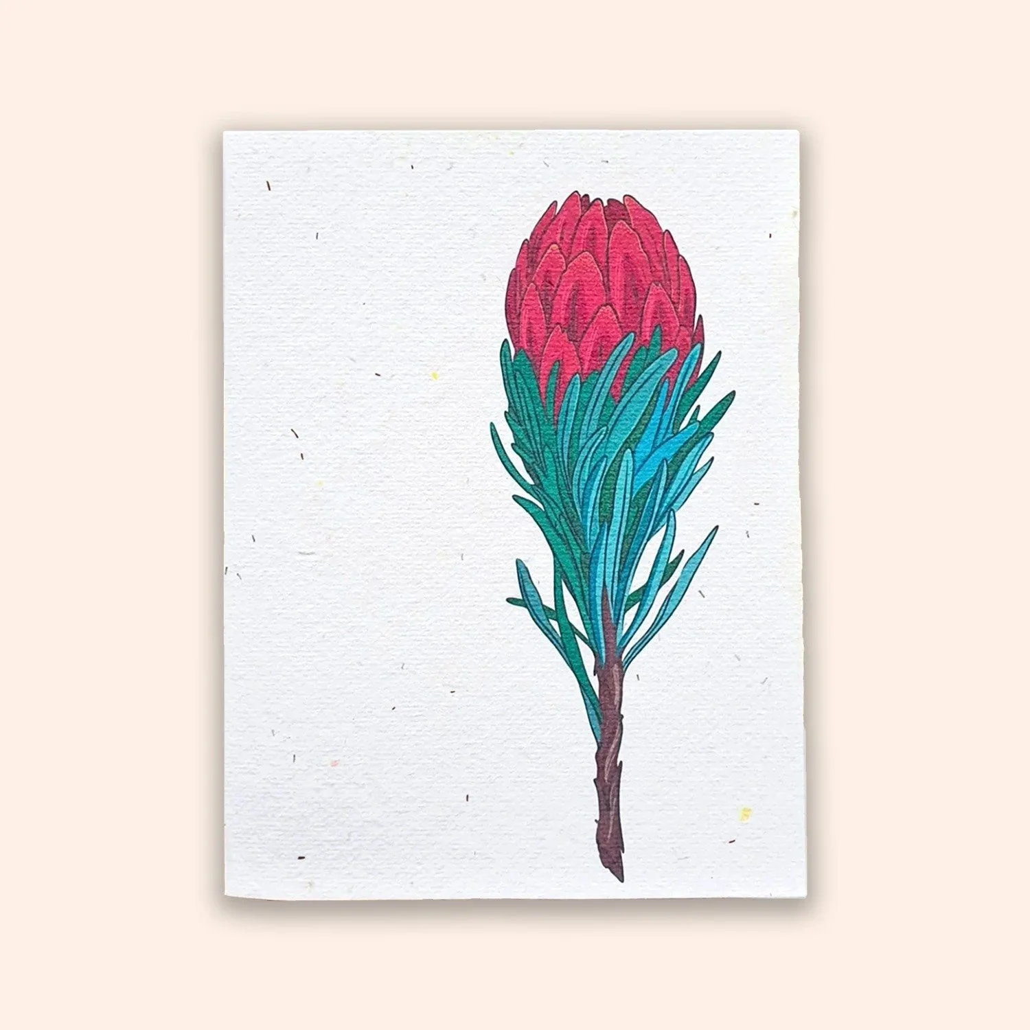 Plantable native seed card in waratah design, on cream