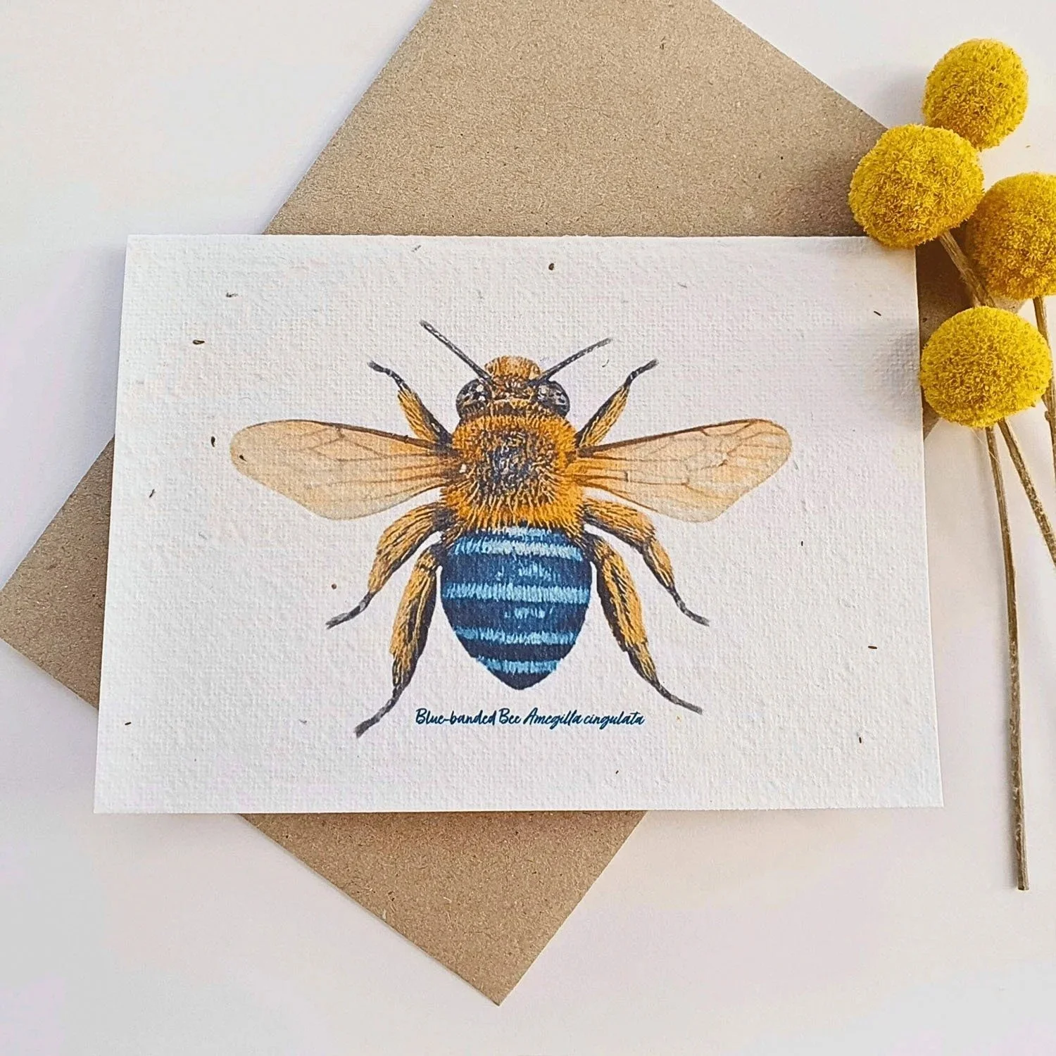 Plantable native seed card in blue banded bee design, with envelope and billy buttons