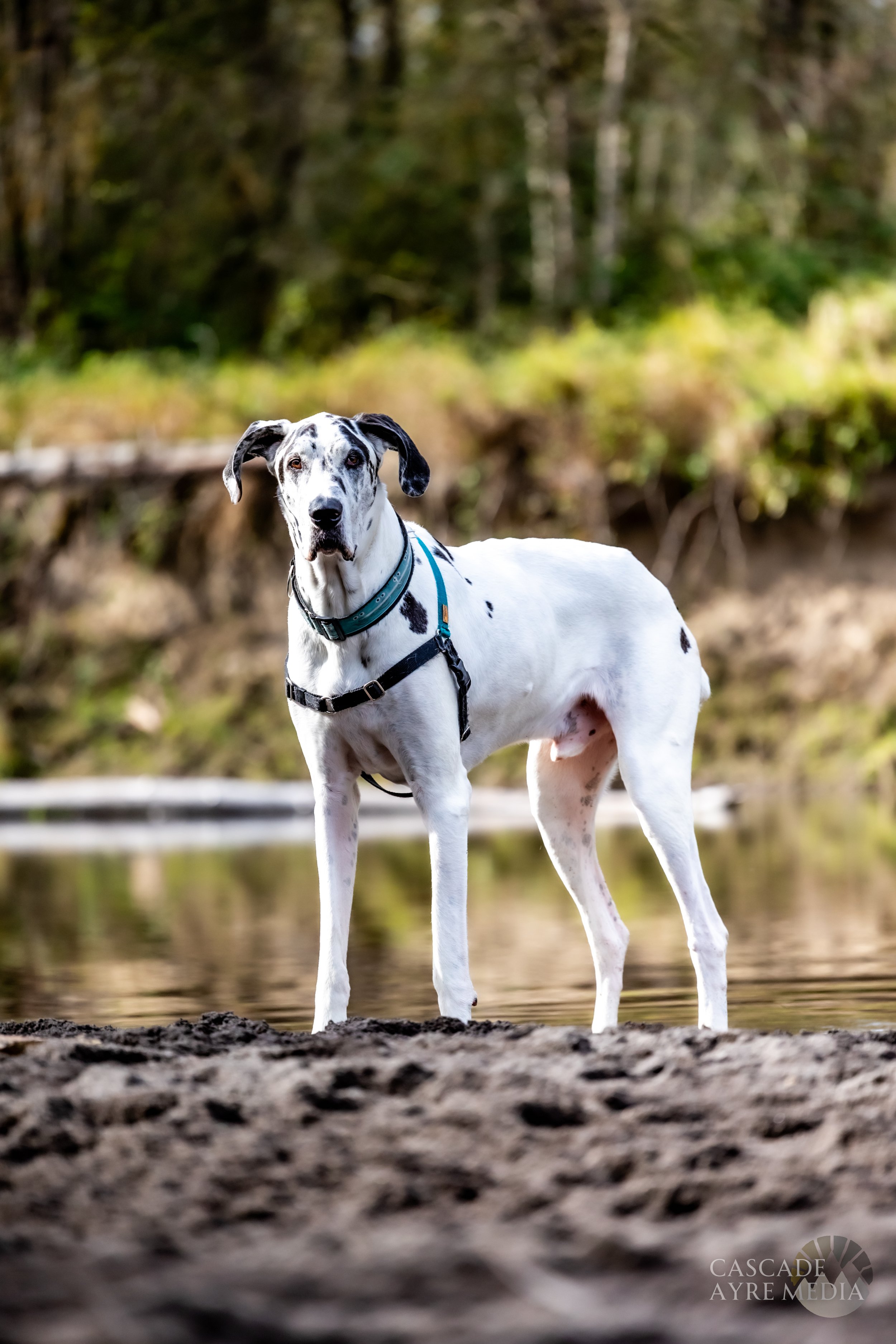 Great Dane standing on a sandy riverbank with trees in the background.