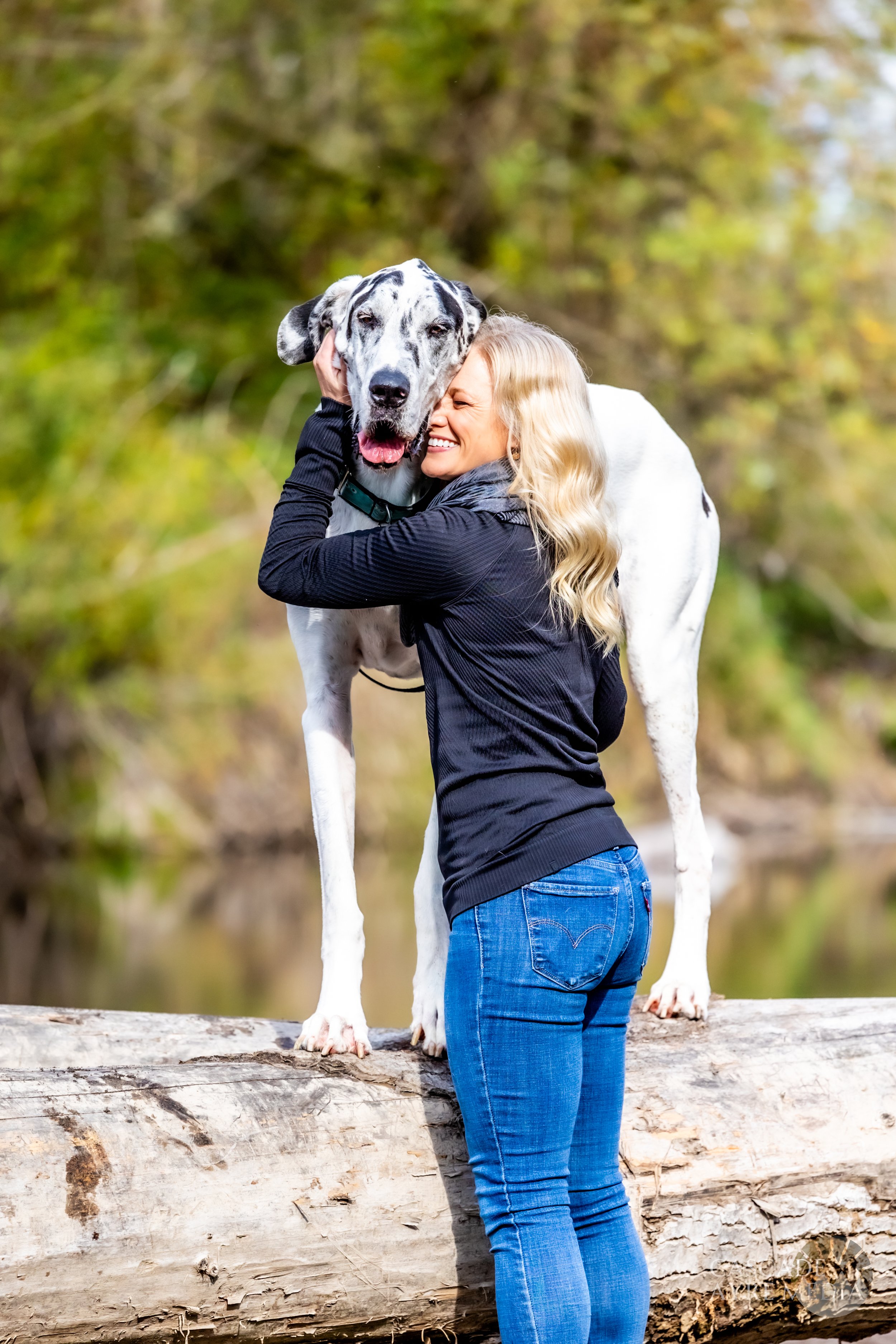 Woman hugging large black and white Great Dane standing on a fallen tree in a forest setting.