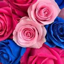 Close-up of light pink flowers with green stems on a white background.