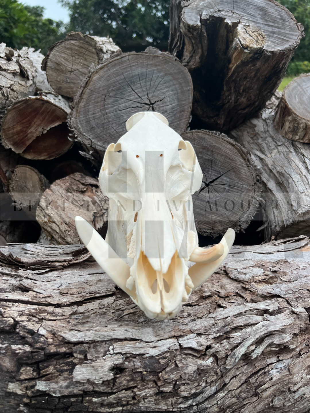 Animal skull placed on top of logs of wood with trees in the background