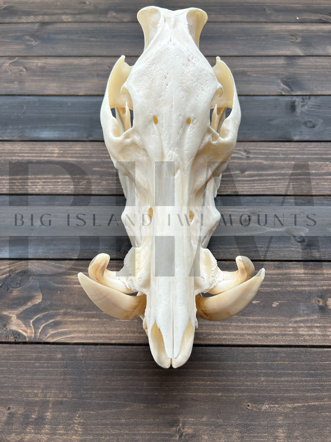 Boar skull on a wooden surface.