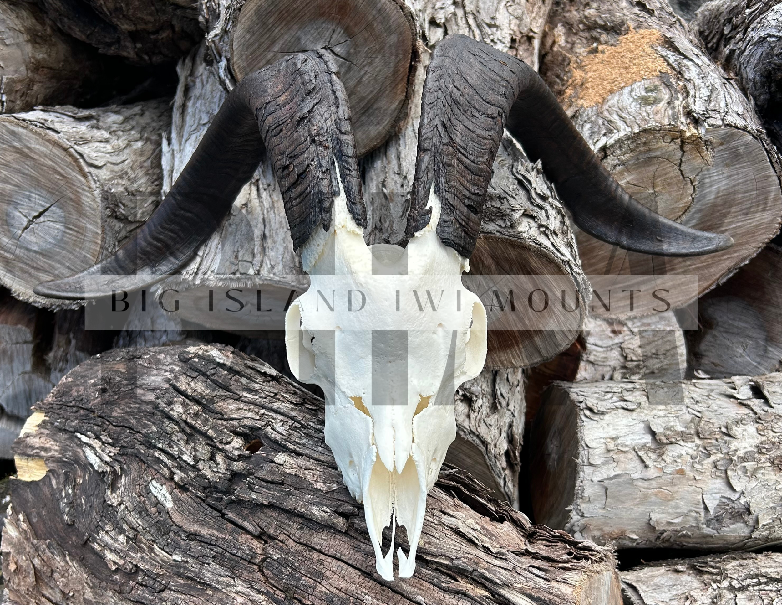 A skull of a mountain goat with twisted horns mounted on a pile of cut logs.