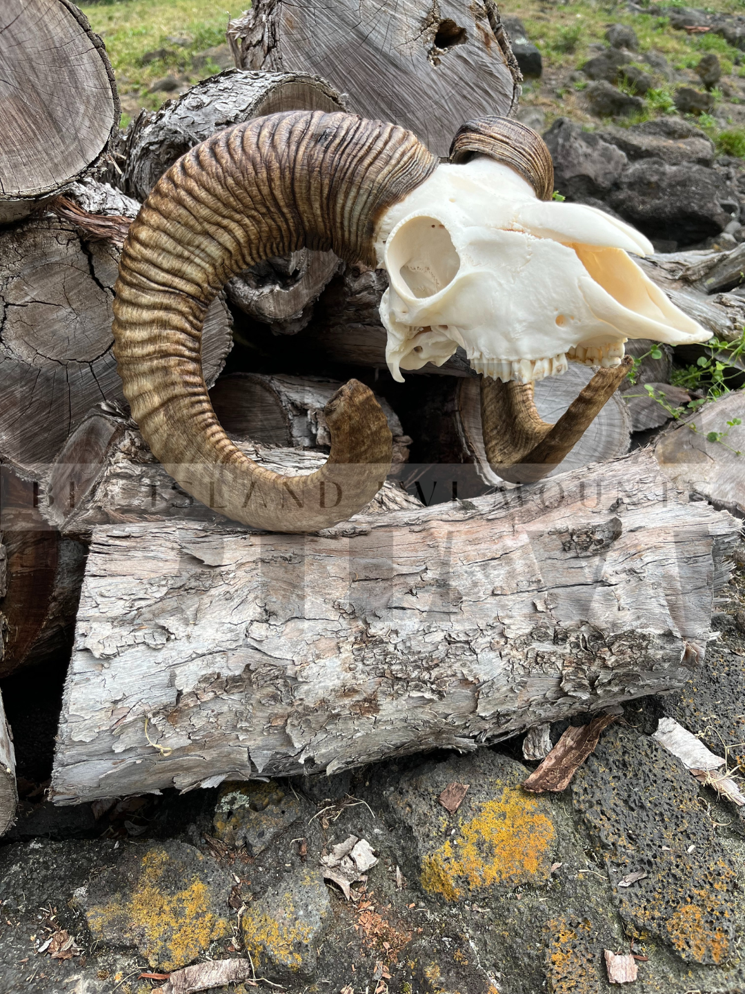A ram skull with large, curved horns resting on a stack of chopped logs outdoors.