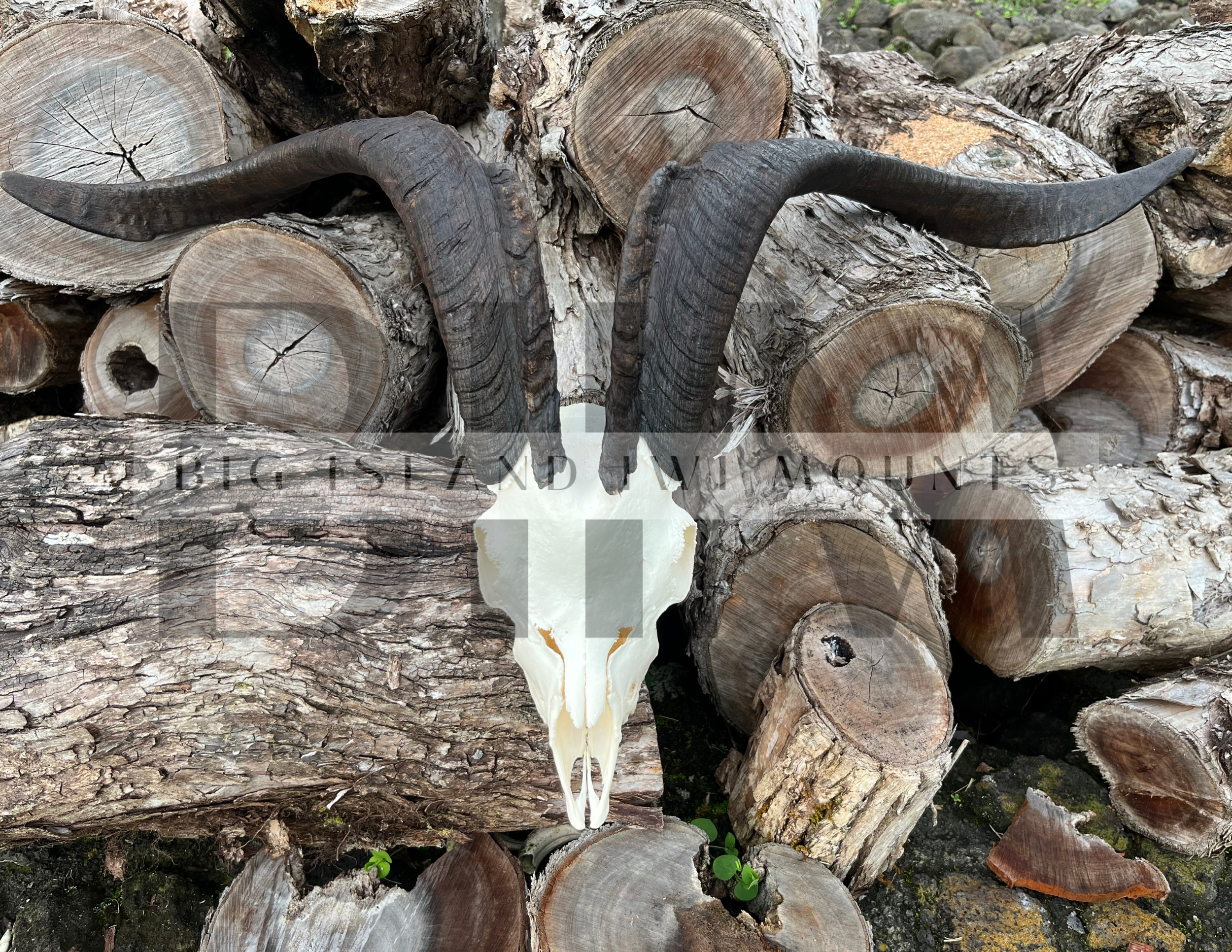 Stack of cut logs with a goat skull and large curved horns placed on top.