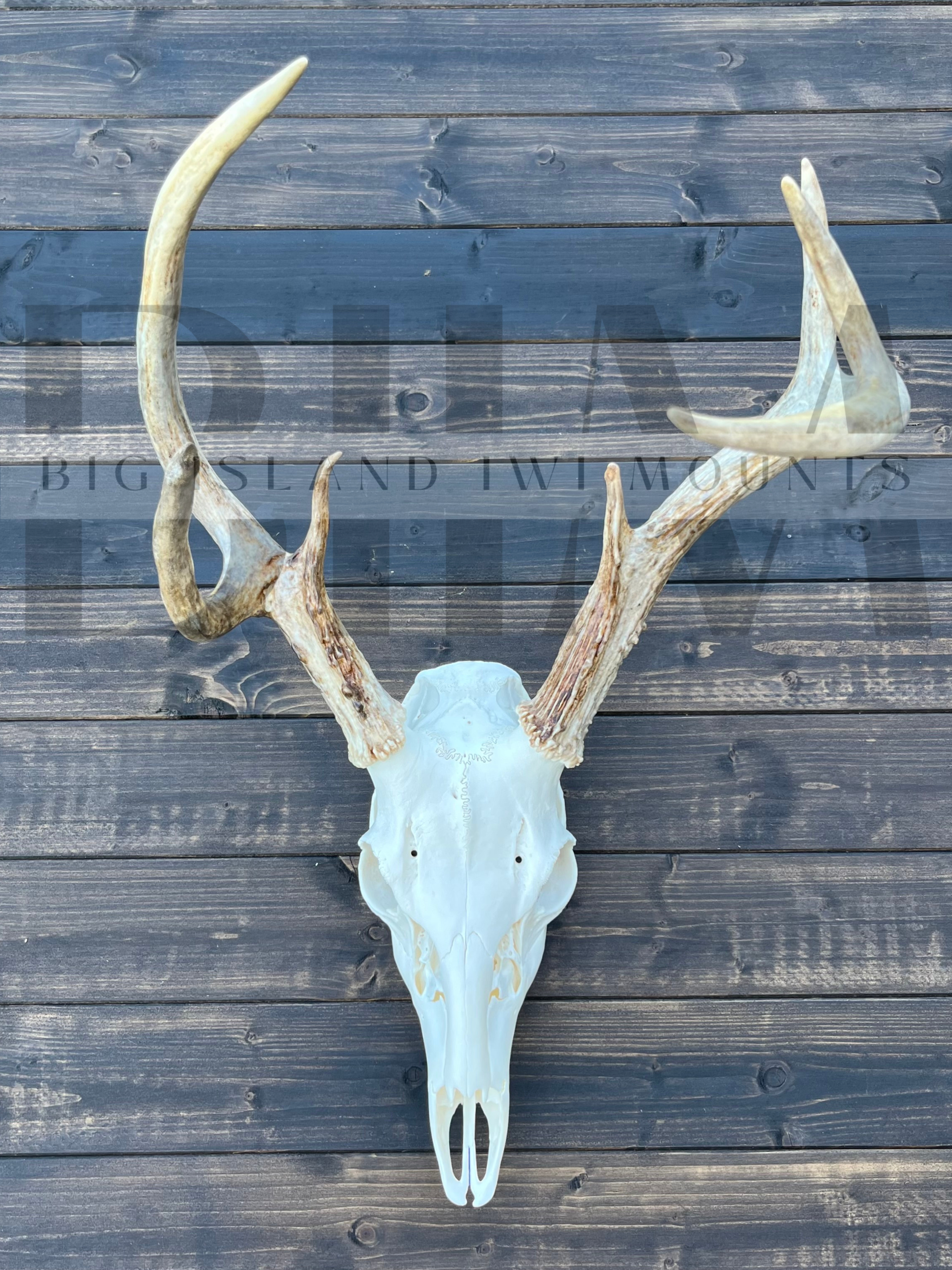 Deer skull with antlers mounted on a wooden surface.