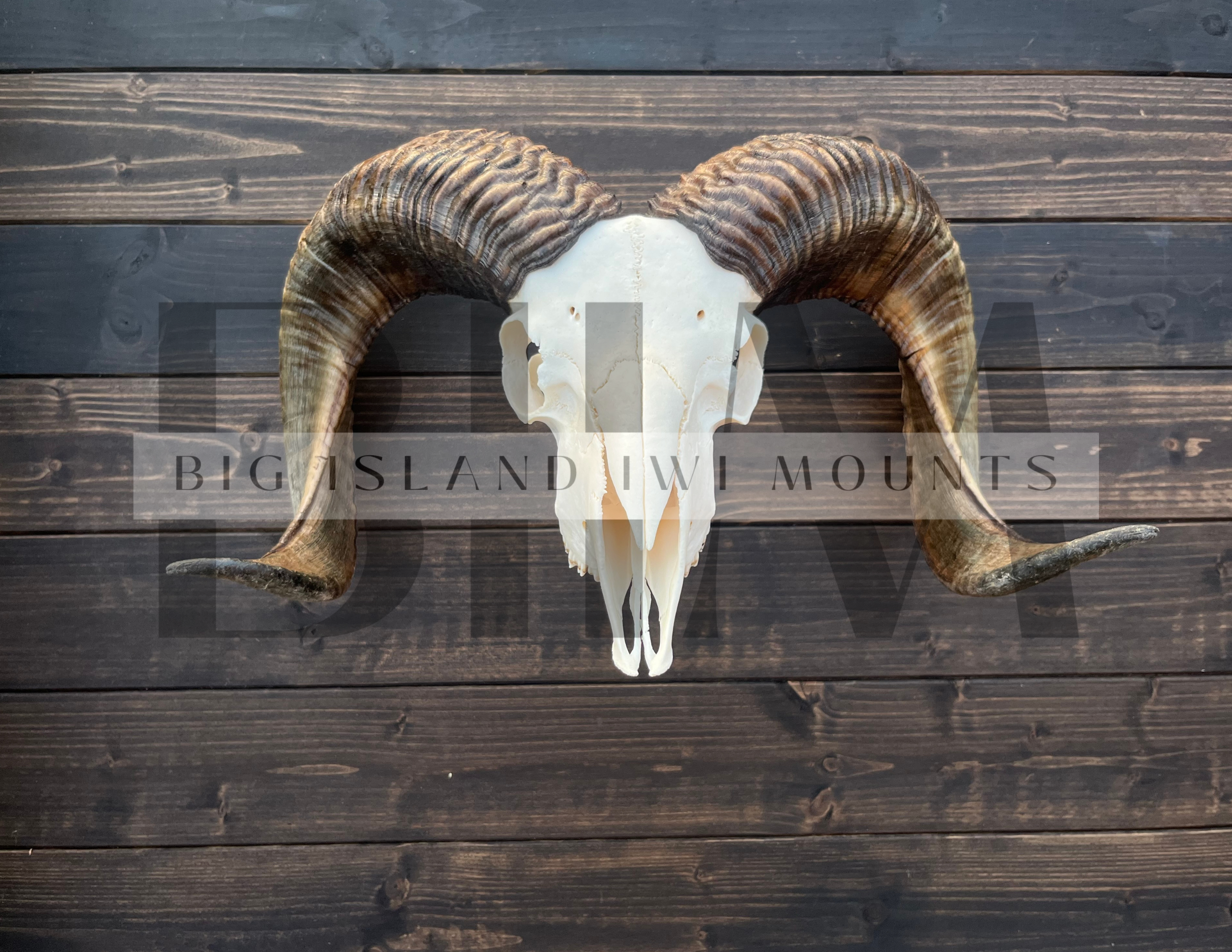 Ram skull with large, curled horns mounted on a dark wooden wall.