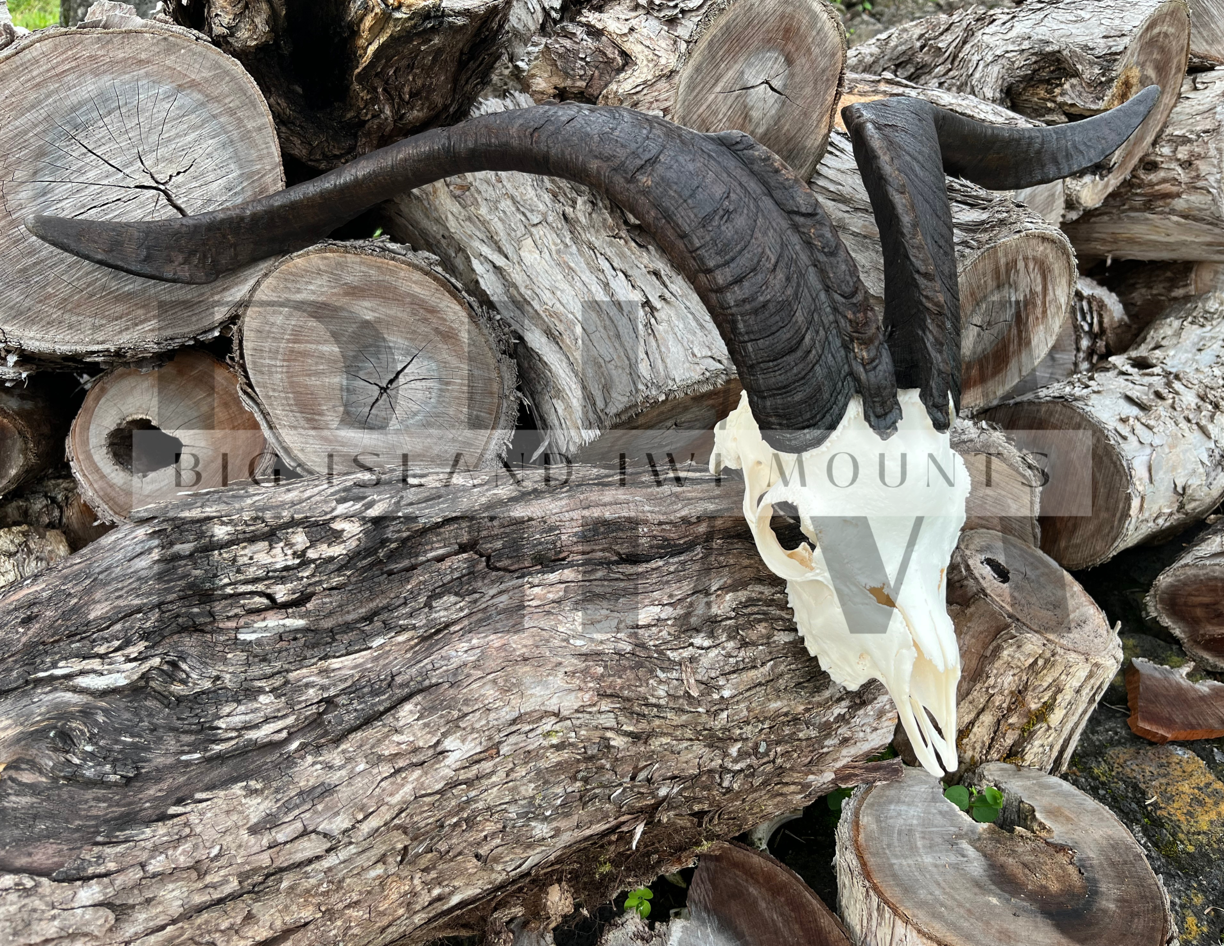 A skull with horns placed on a stack of cut logs.
