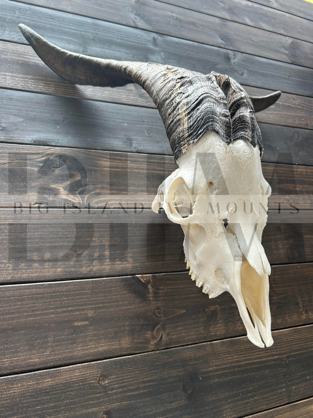 Animal skull with large curved horns resting on a wooden surface.
