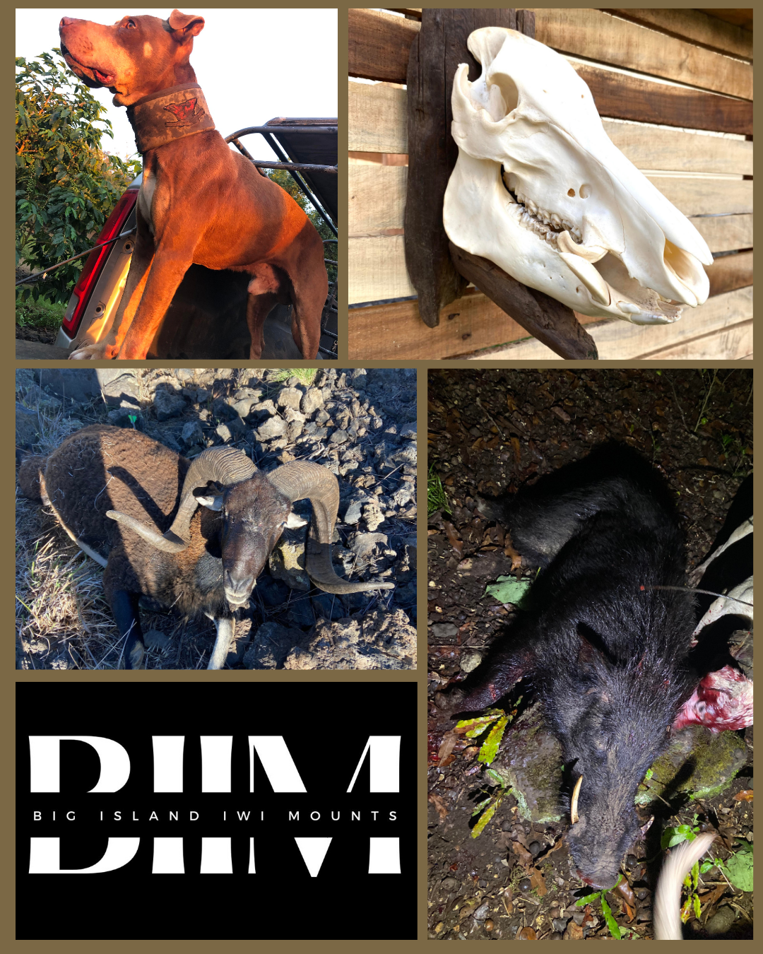 Collage of four images and a logo. The top left shows a brown dog with a collar standing outdoors near a vehicle. The top right displays a white animal skull mounted on a wooden background. The bottom left features a black ram with large curved horns on rocky terrain. The bottom right shows a black wild boar in forest ground. The bottom center presents a black and white logo for Big Island Iwi Mounts.