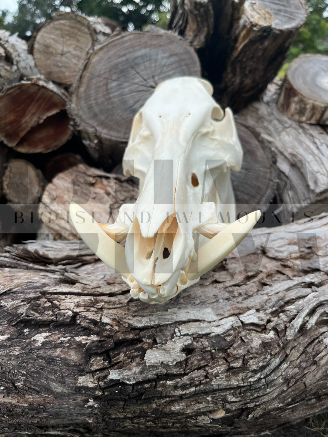 Boar skull on a log with split wood and tree stumps in the background.