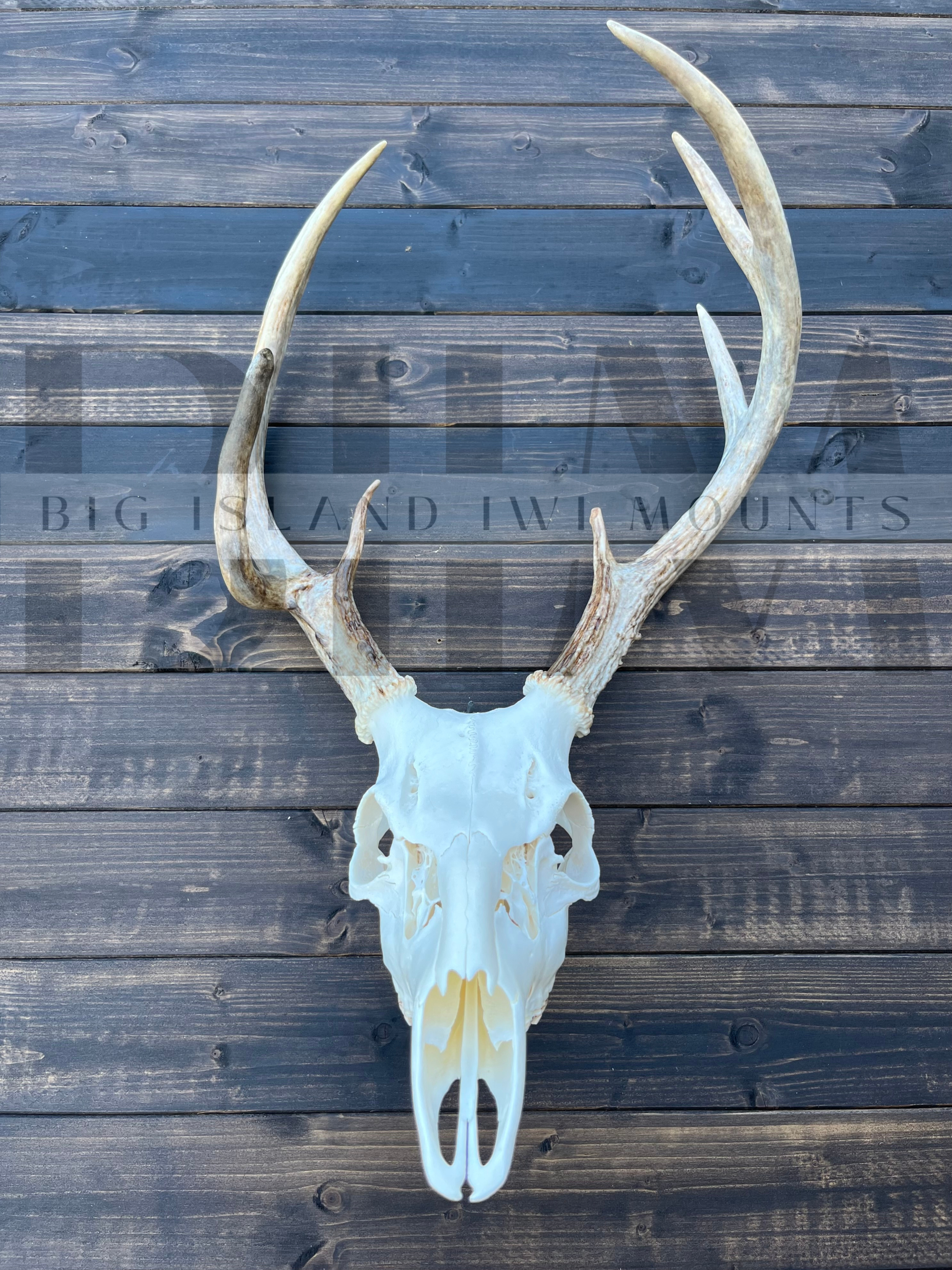 Deer skull with antlers on a wooden surface.