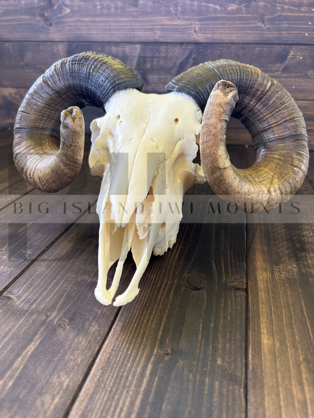 A ram's skull with large curved horns, placed on a dark wooden surface against a wooden wall background.
