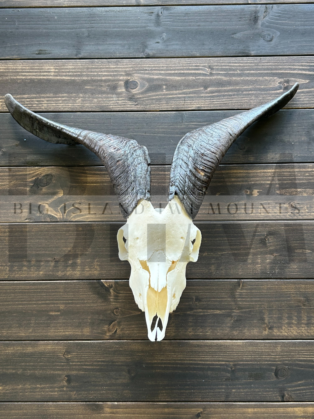A goat skull with dark, curved horns mounted on a dark wooden wall.