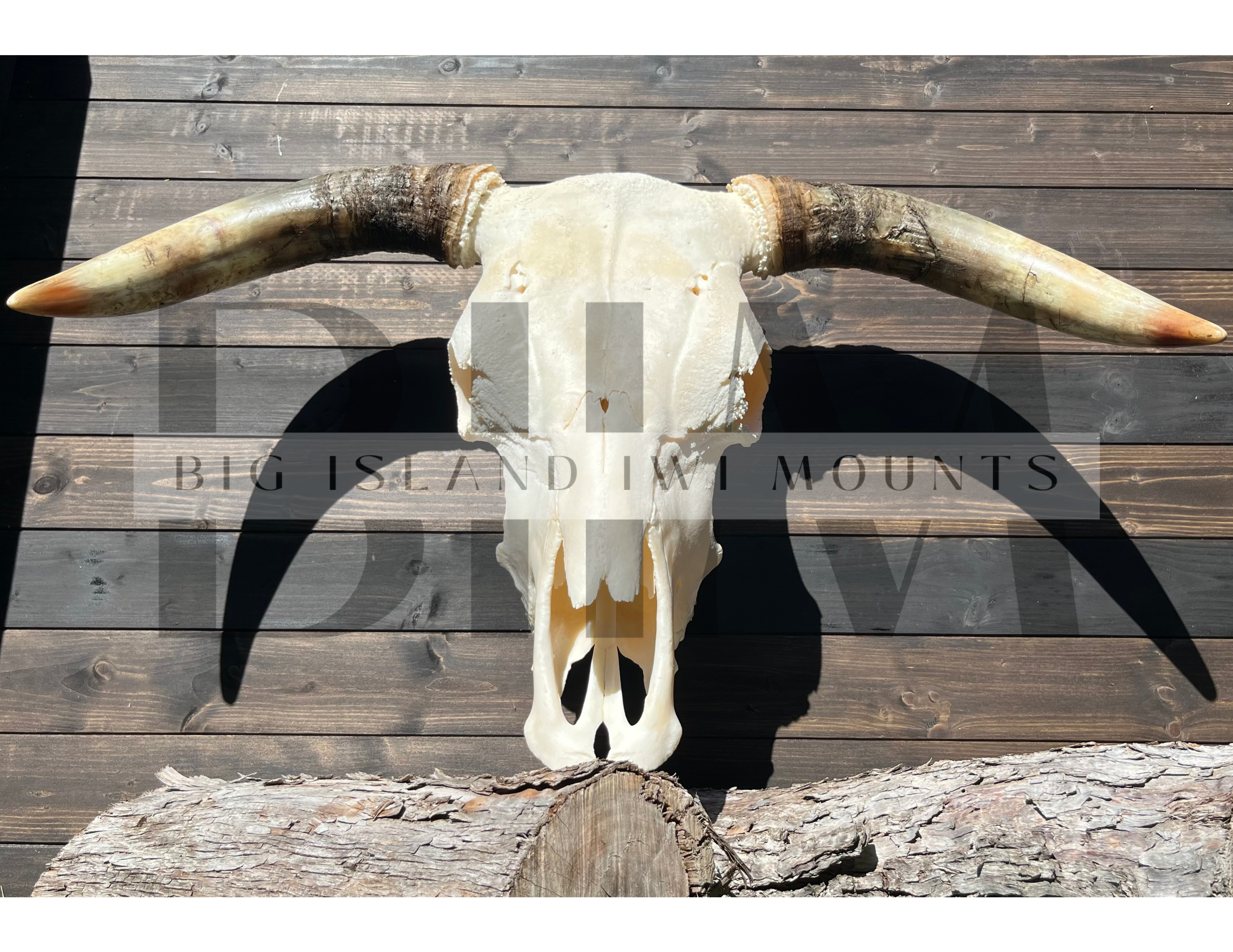 Animal skull with large horns mounted on a wooden wall.