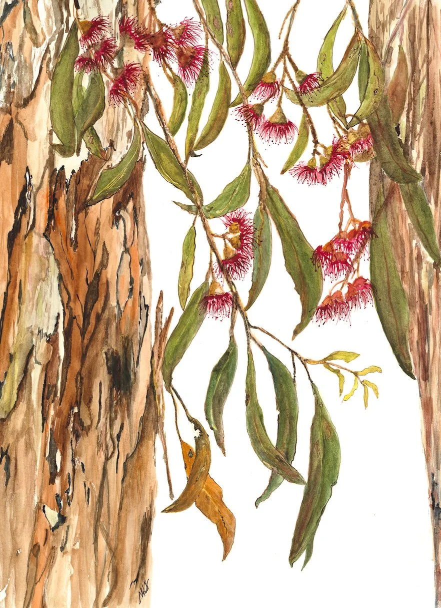 Possums Delight lower res.jpeg