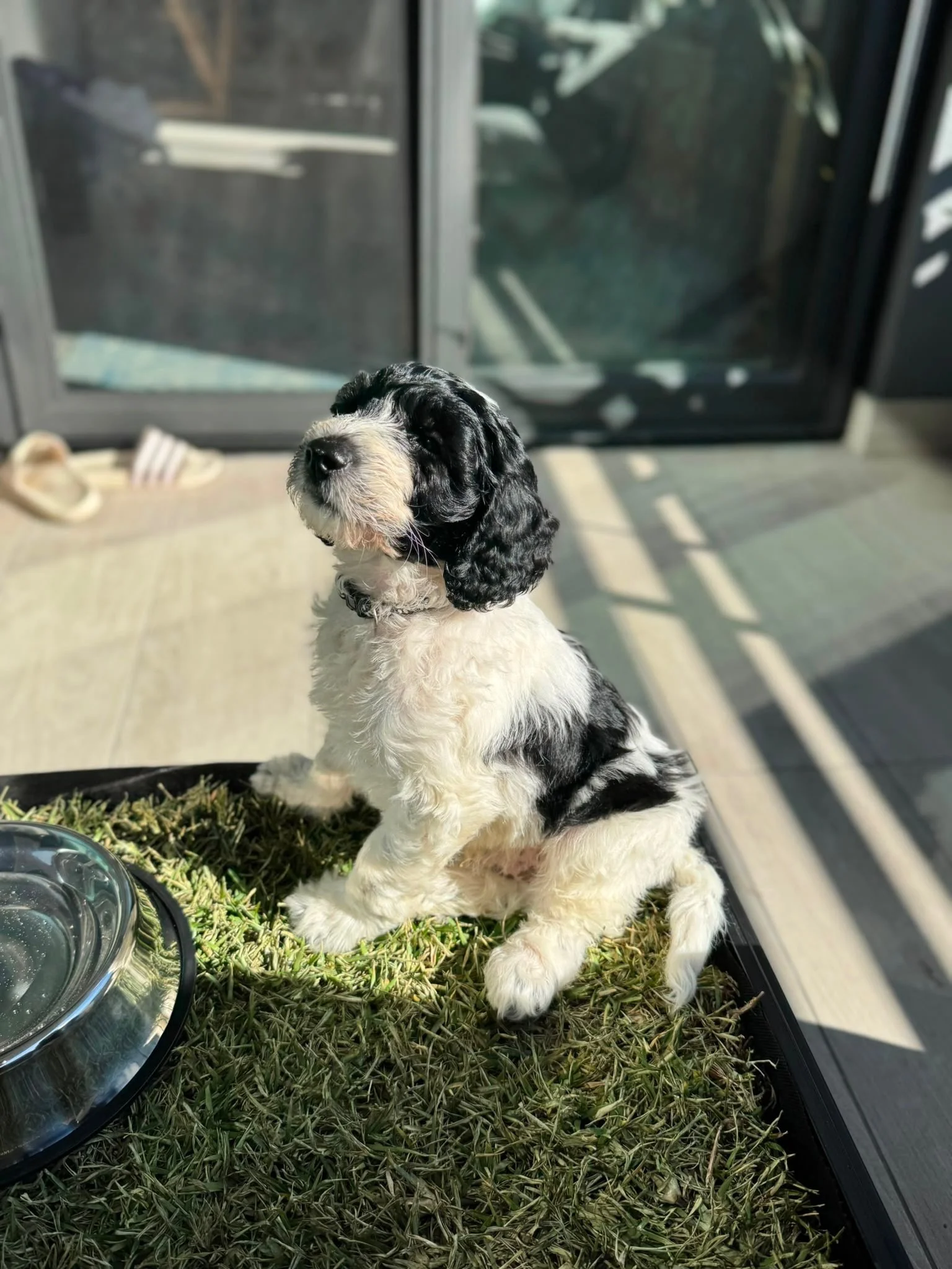 nine week old male Mini Groodle puppy