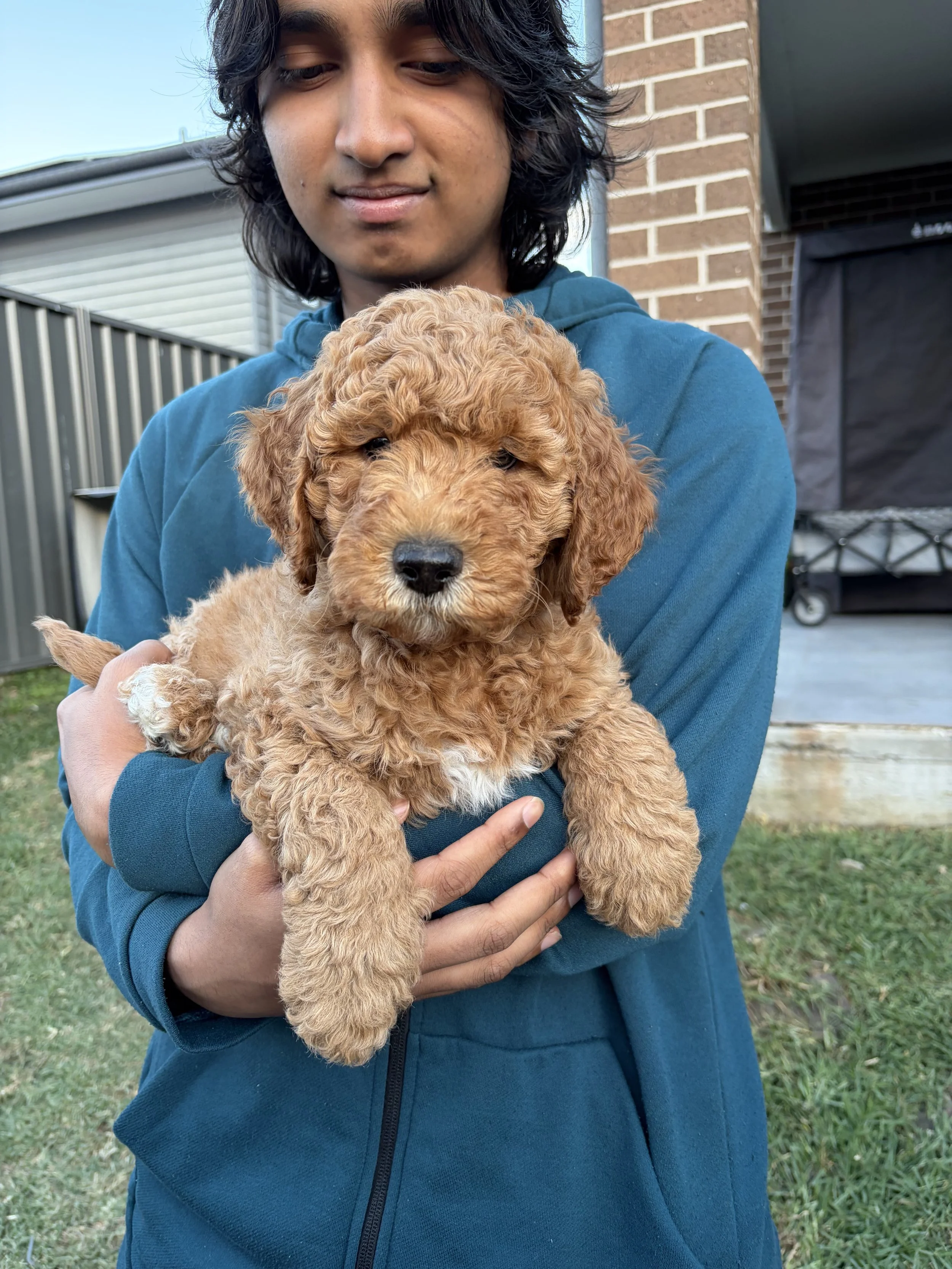 female eight week old medium groodle puppy with a bow tie