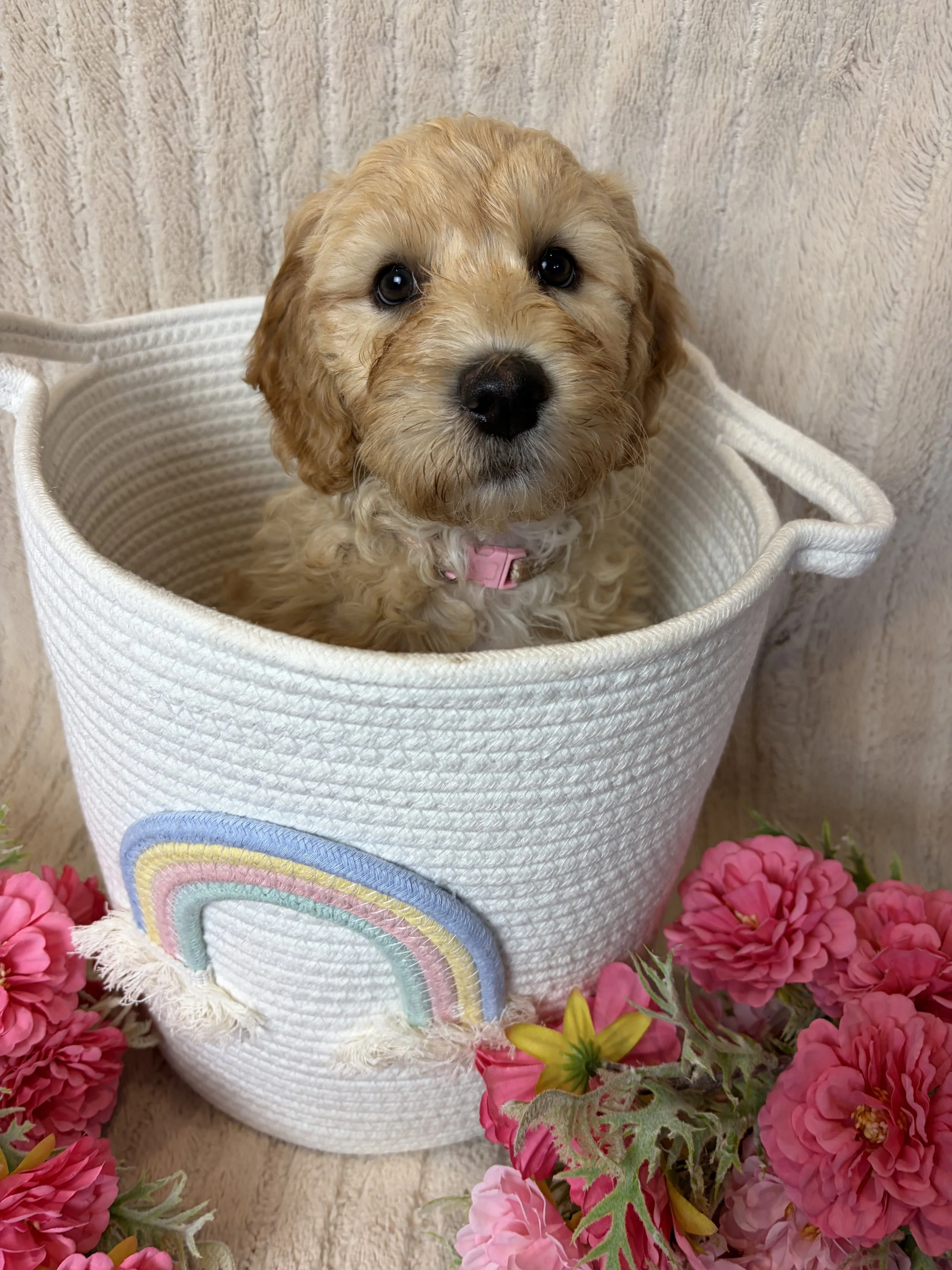 nine week old female standard groodle puppy with a bow tie