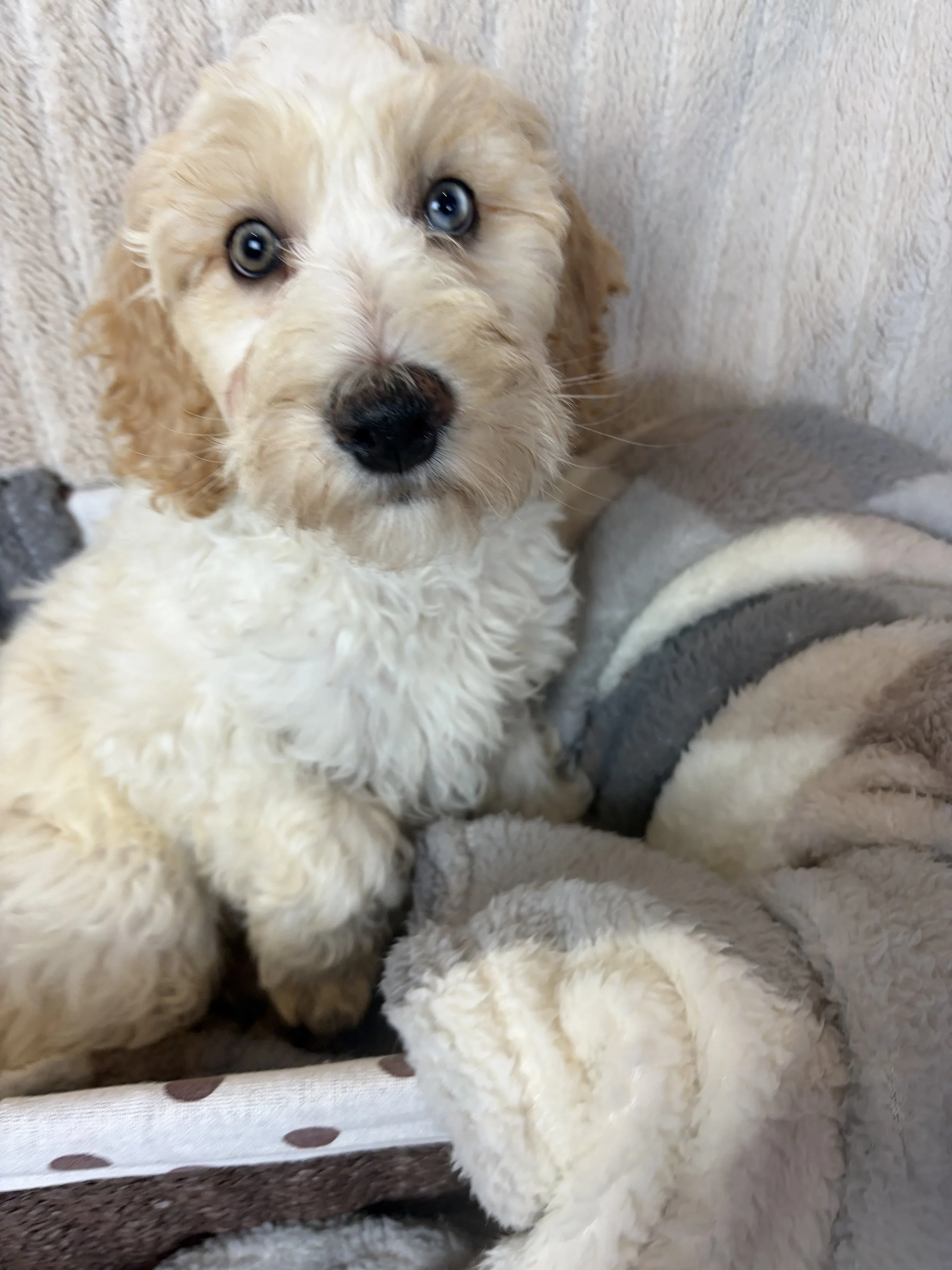 male mini groodle puppy