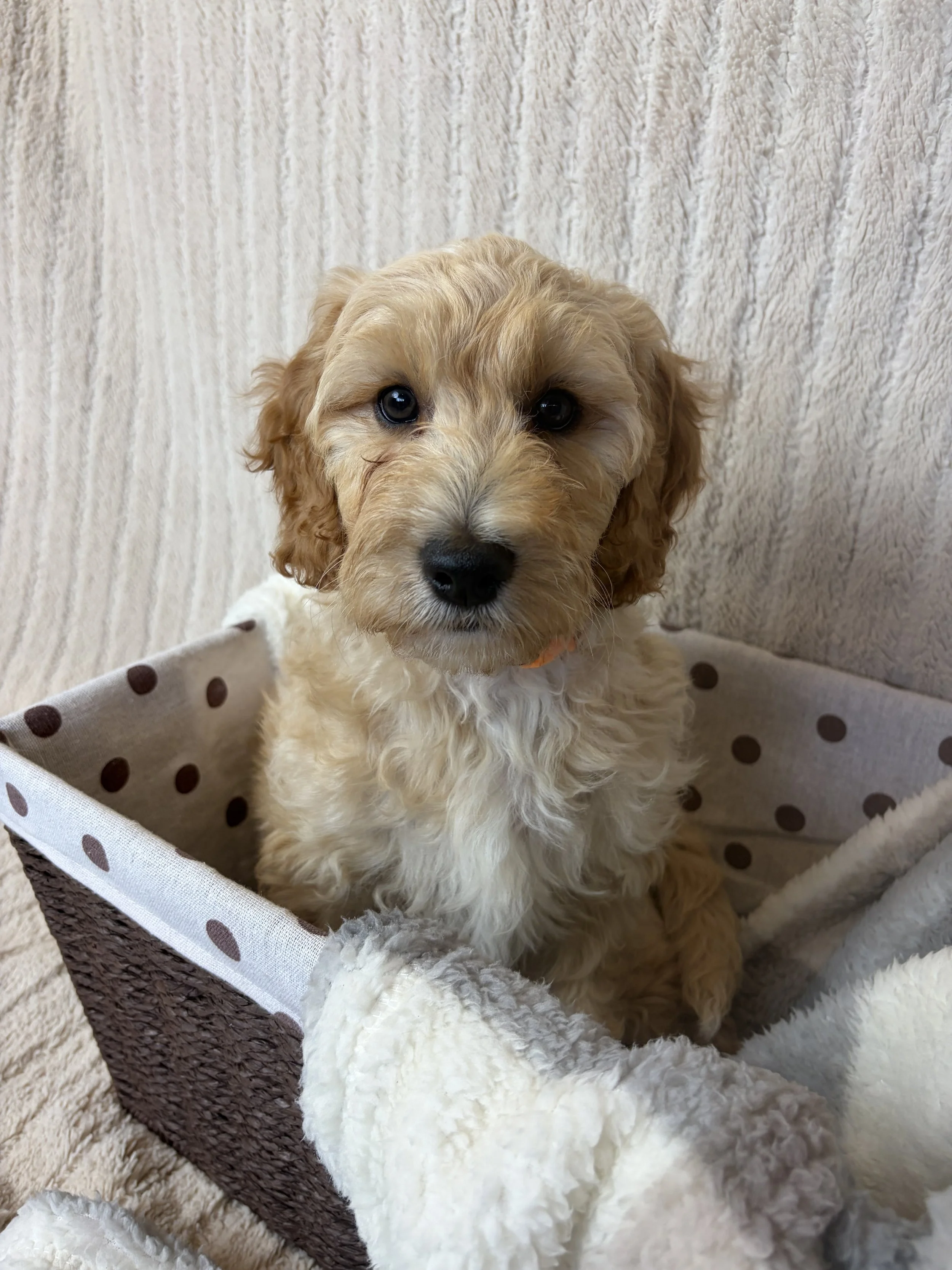 nine week old female Mini Groodle puppy