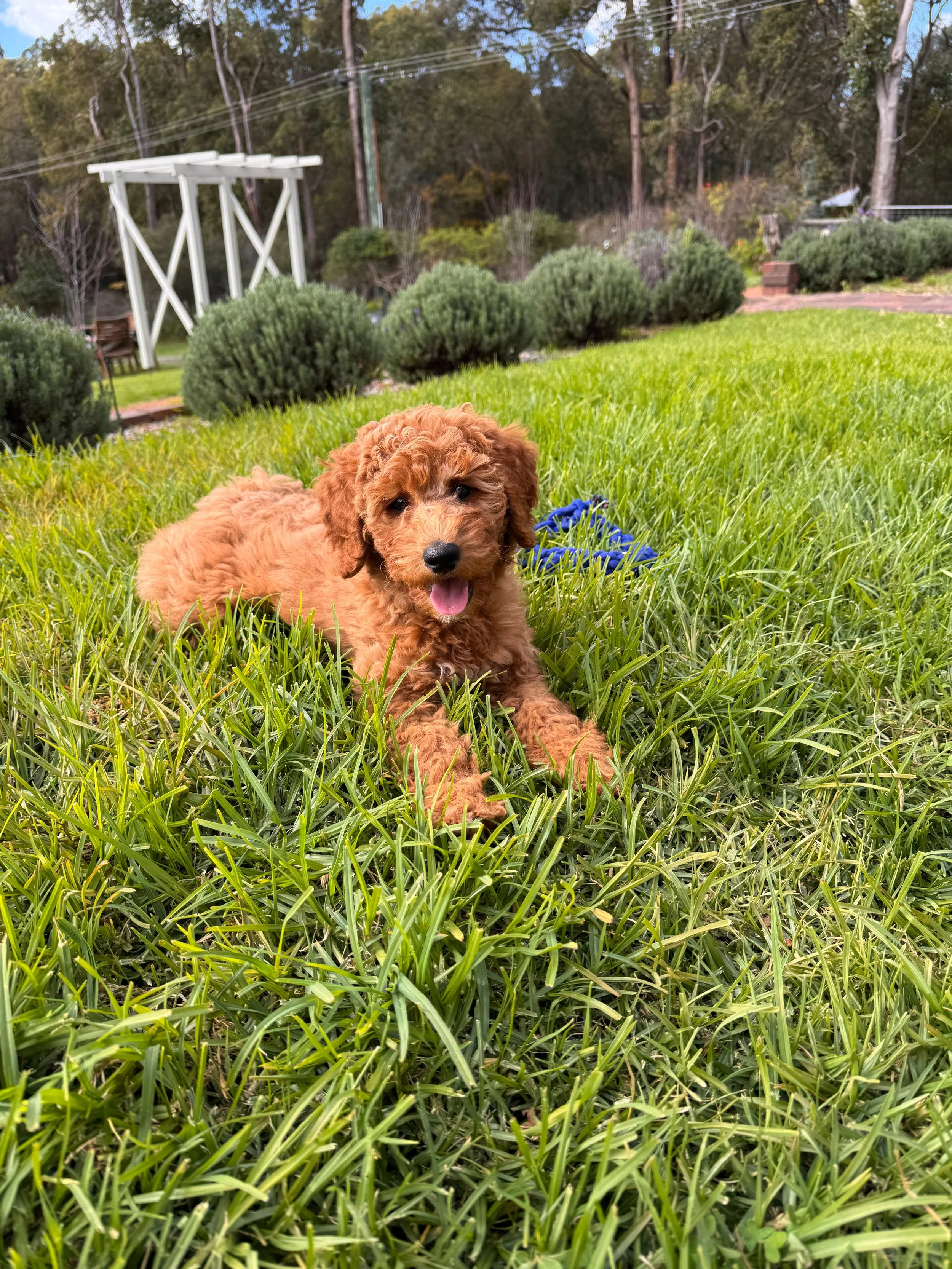 male six week old standard groodle puppy with a bow tie