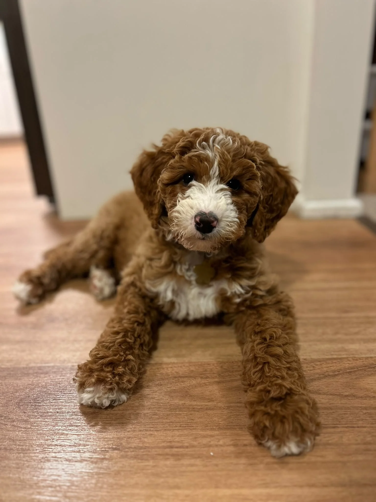six week old female standard groodle puppy with a bow tie