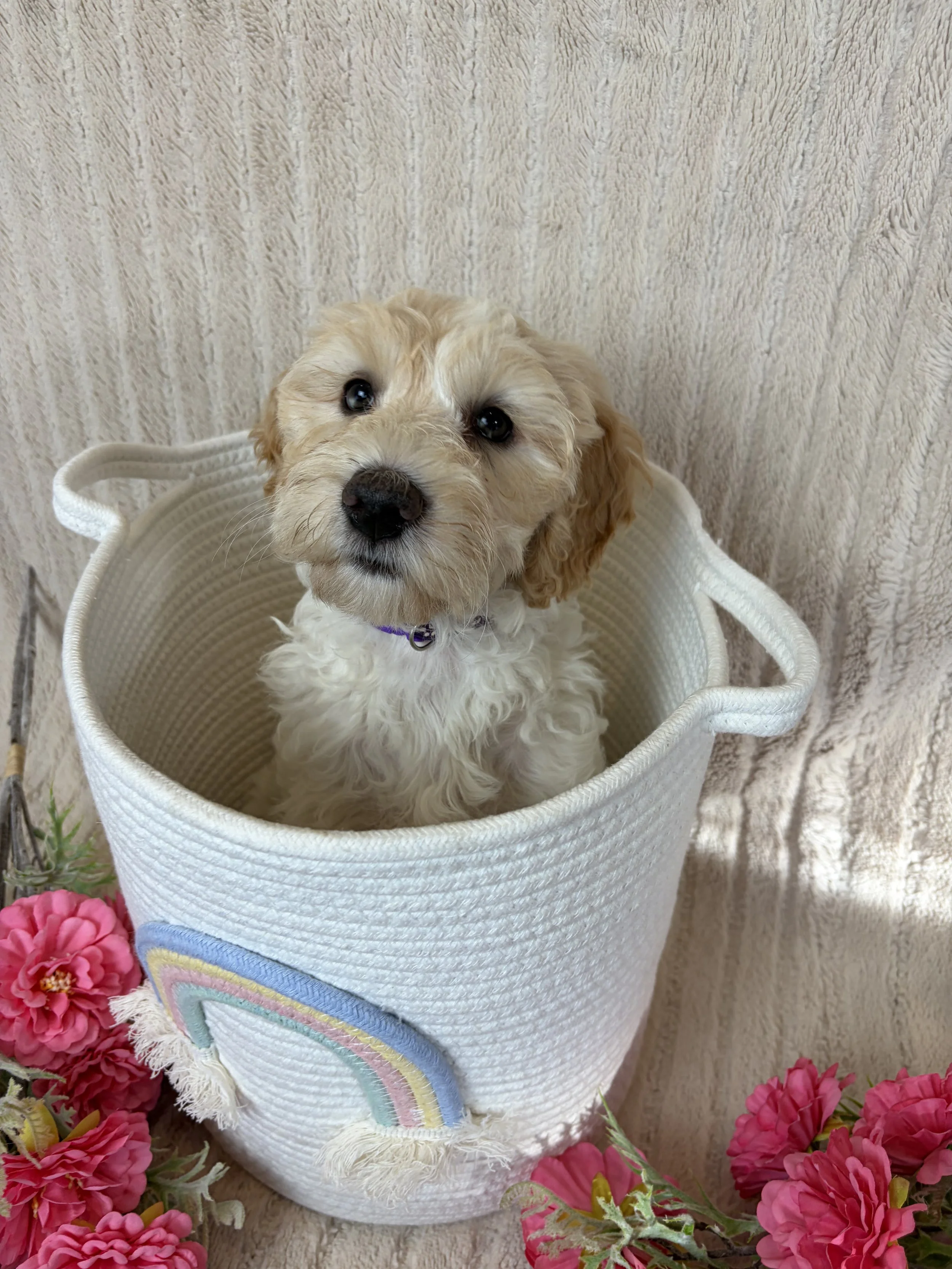 Illawaraa Groodle puppy available