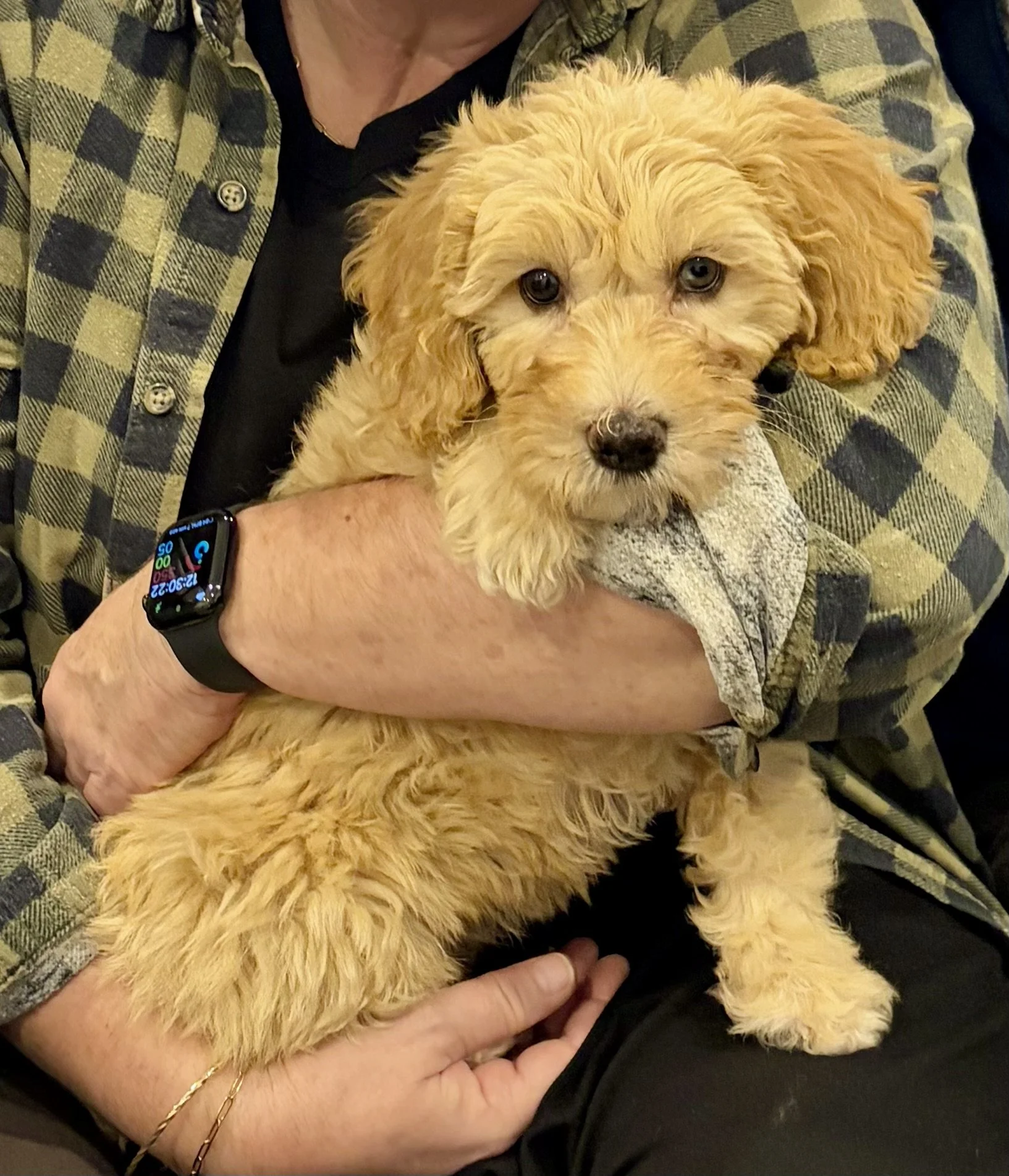 Mini Groodle puppy