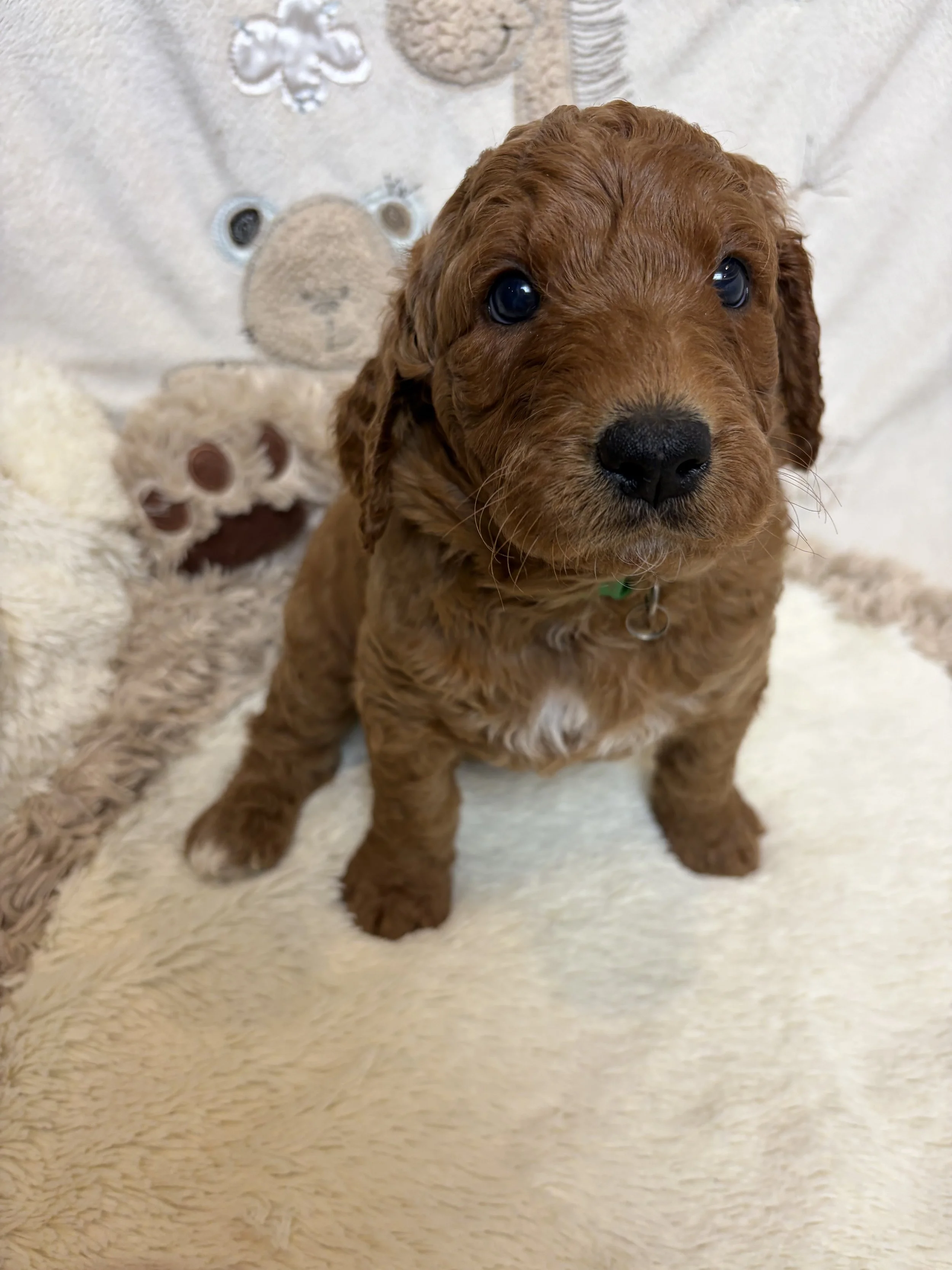 male six week old medium groodle puppy with a bow tie