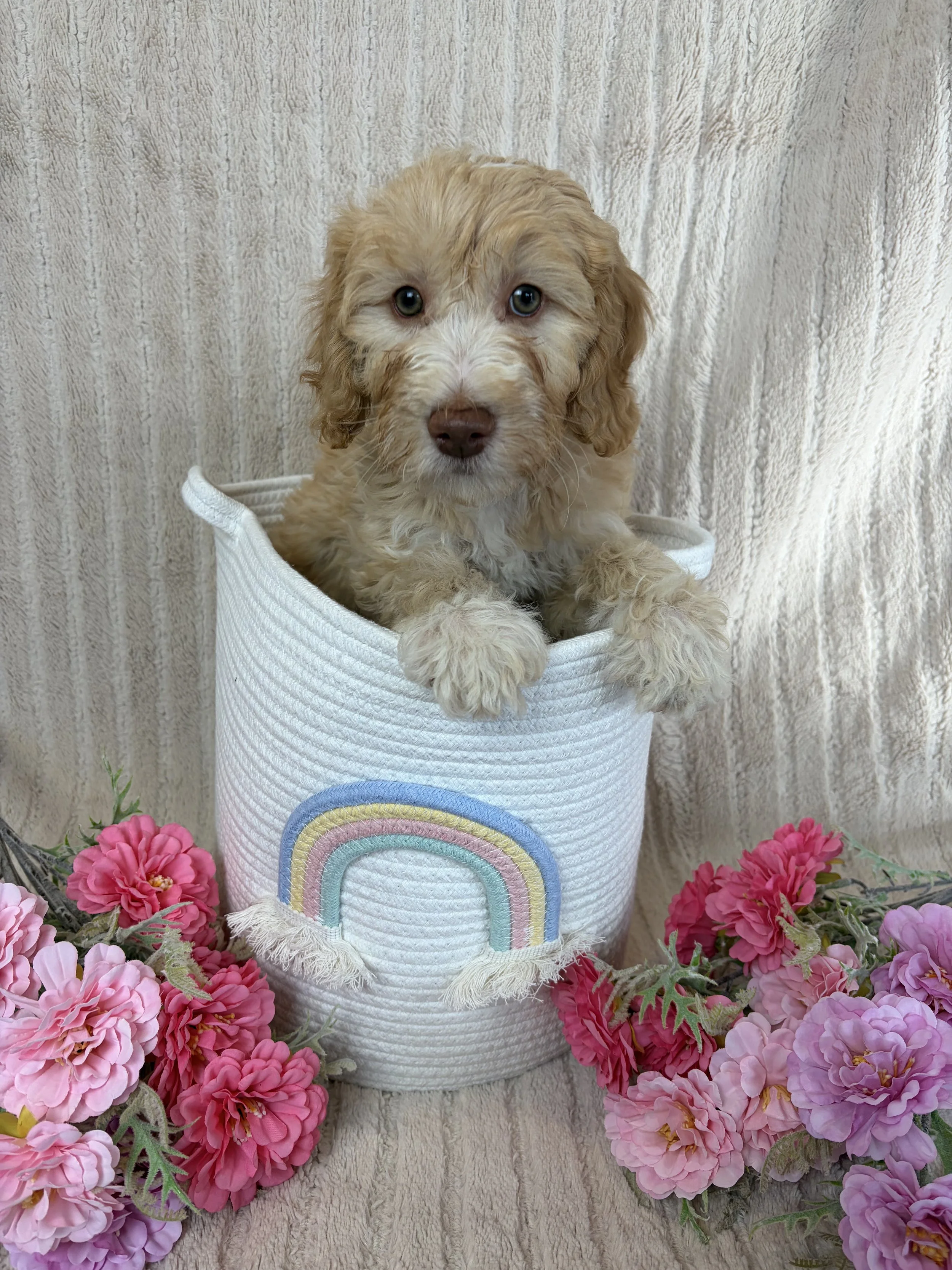 Mini Groodle Puppy