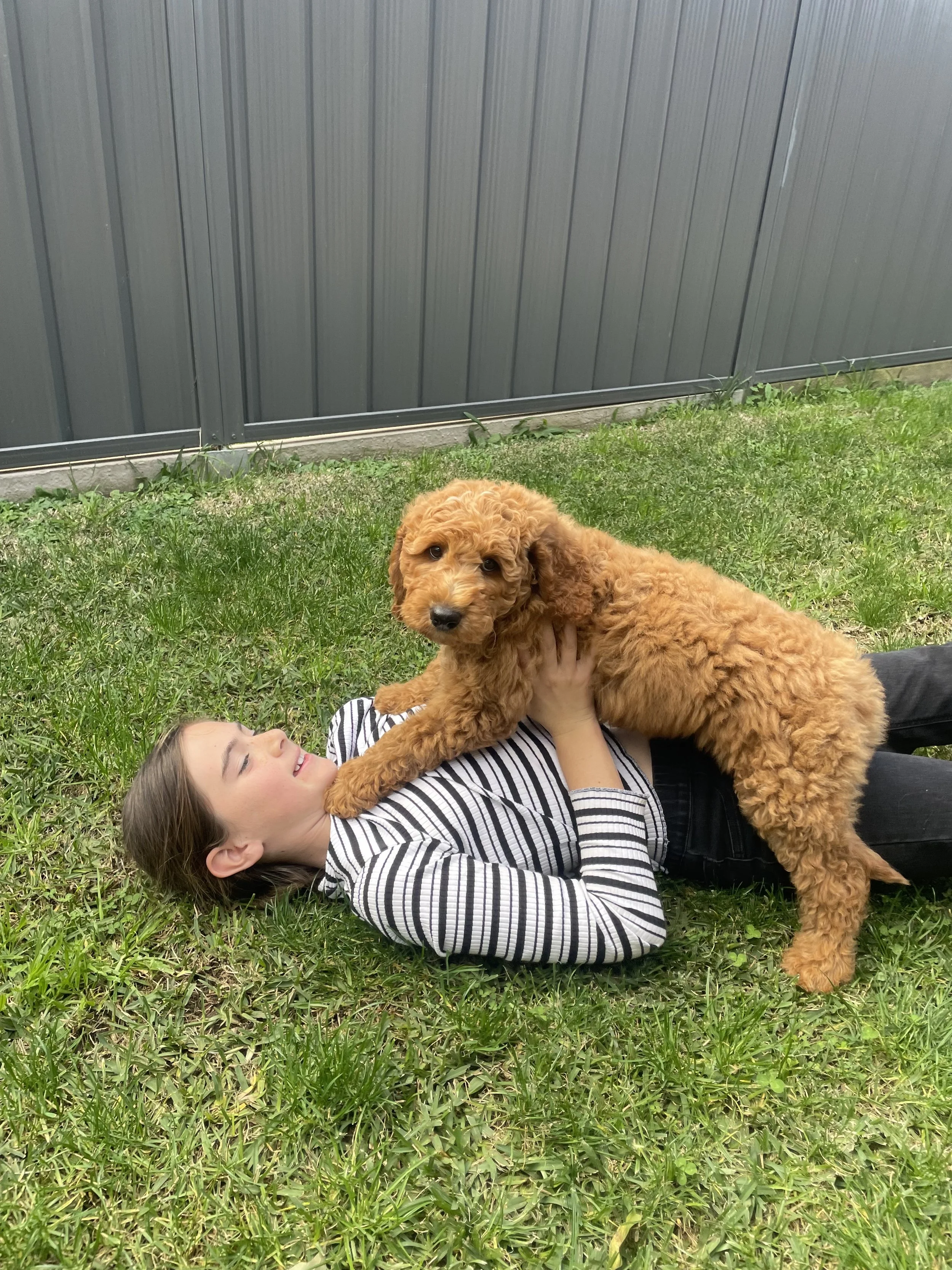 eight week old male medium groodle puppy with a bow tie