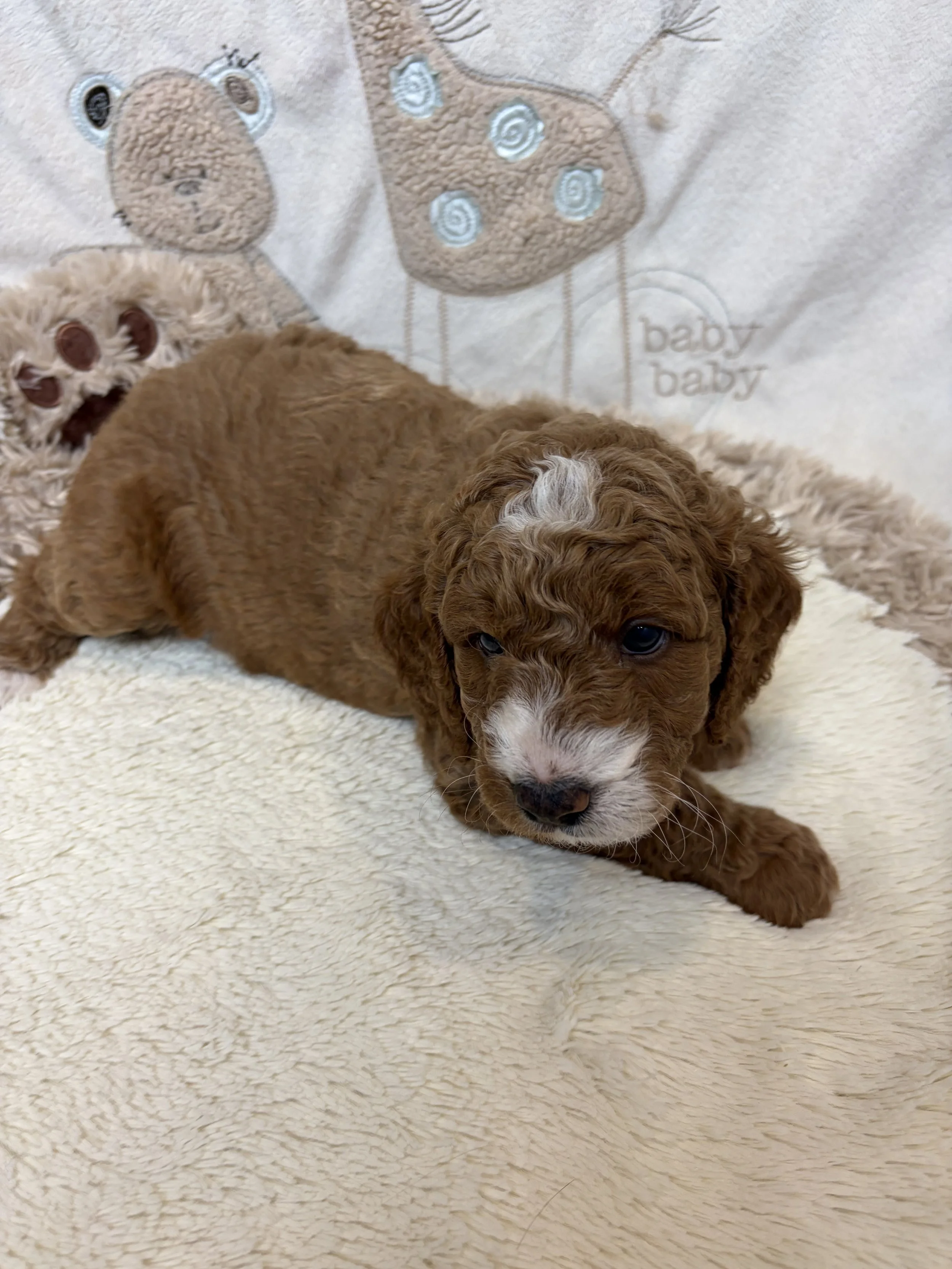 male six week old medium groodle puppy