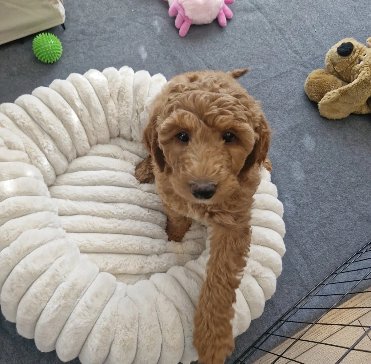 female eight week old medium groodle puppy