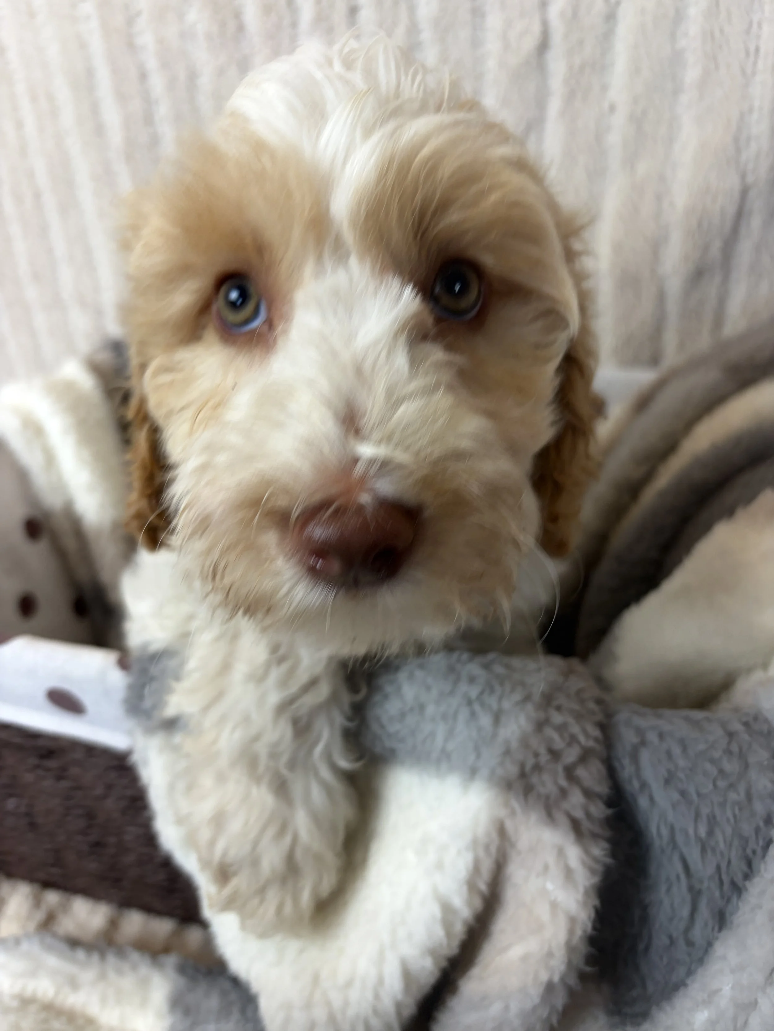 9 old male Groodle puppy