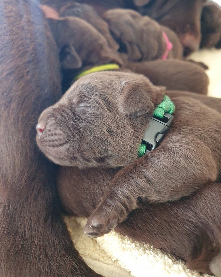 one week old