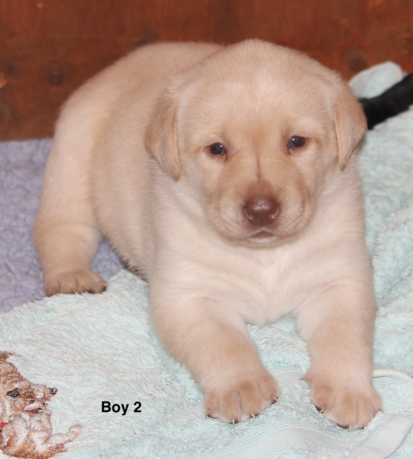 Boy 2 Available 4 weeks
