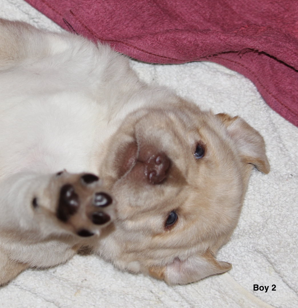 Boy 2 Available 4 weeks