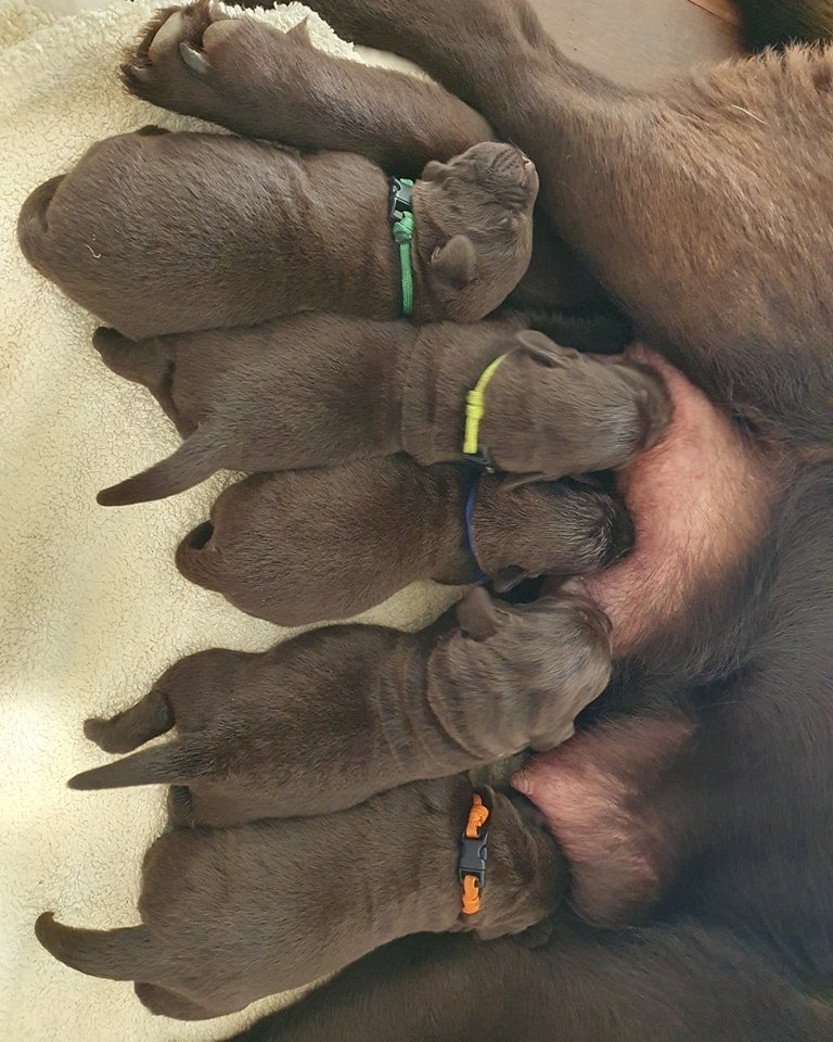 one week old