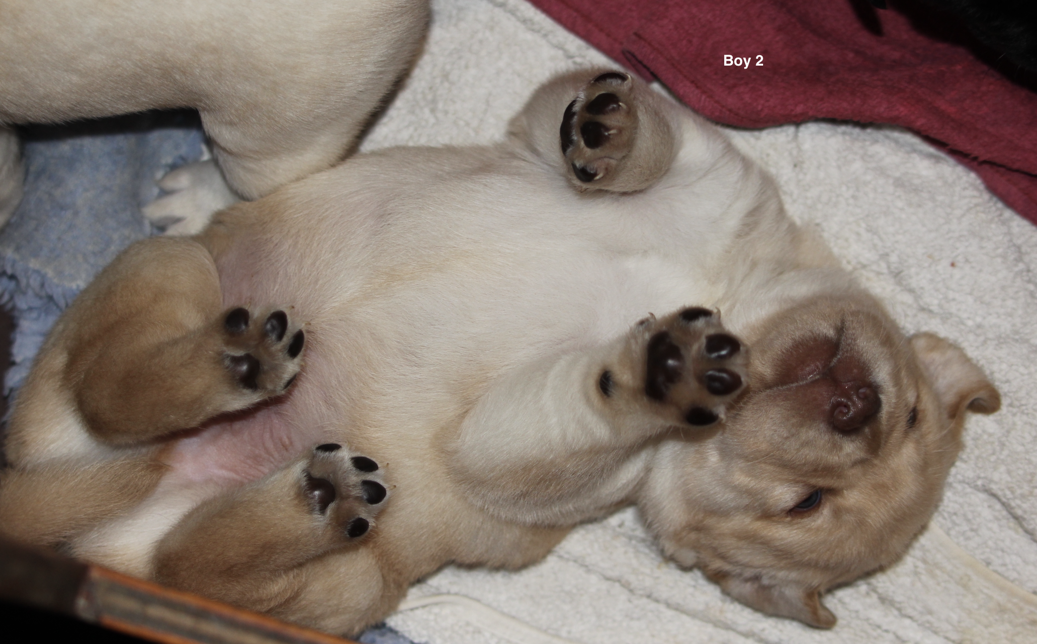 Boy 2 Available 4 weeks