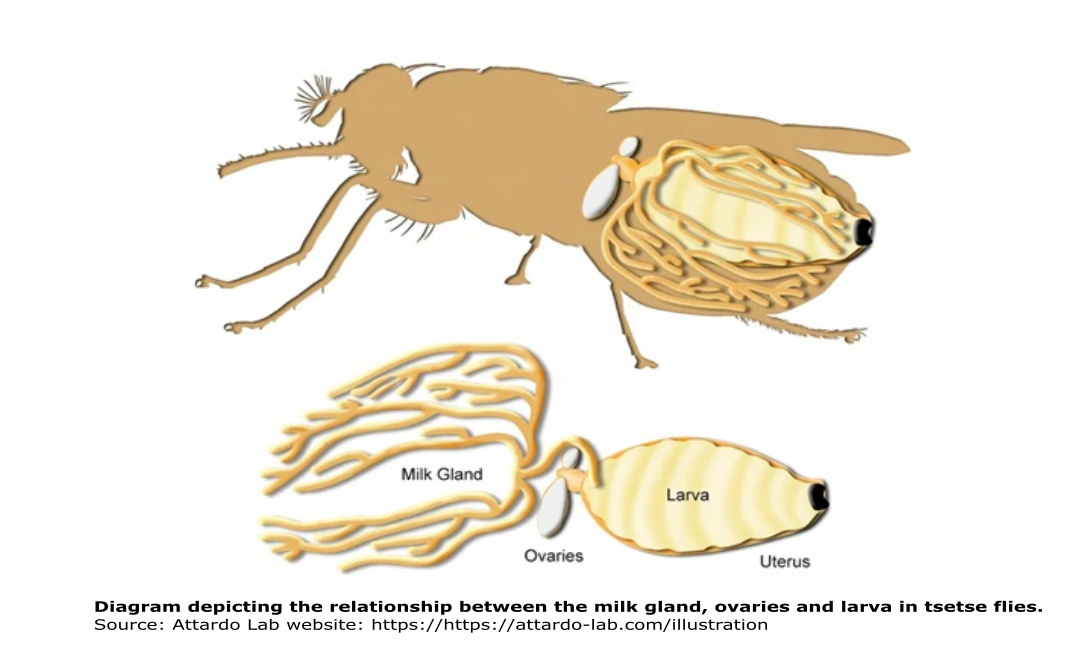 MILK PROVISIONING IN TSETSE FLIES