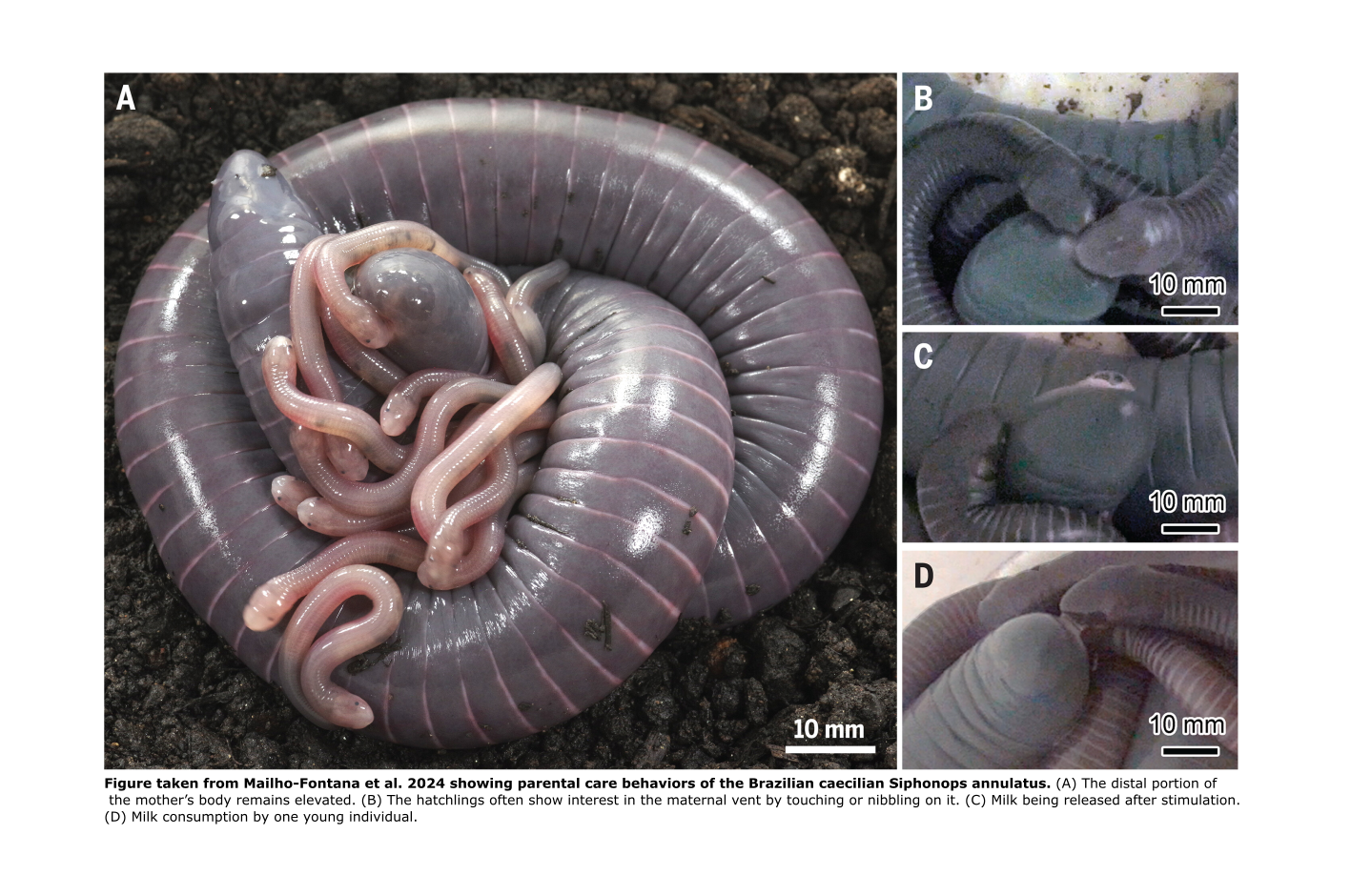 AN OVIPAROUS CAECILIAN FEEDS ON OVIDUCTAL MILK