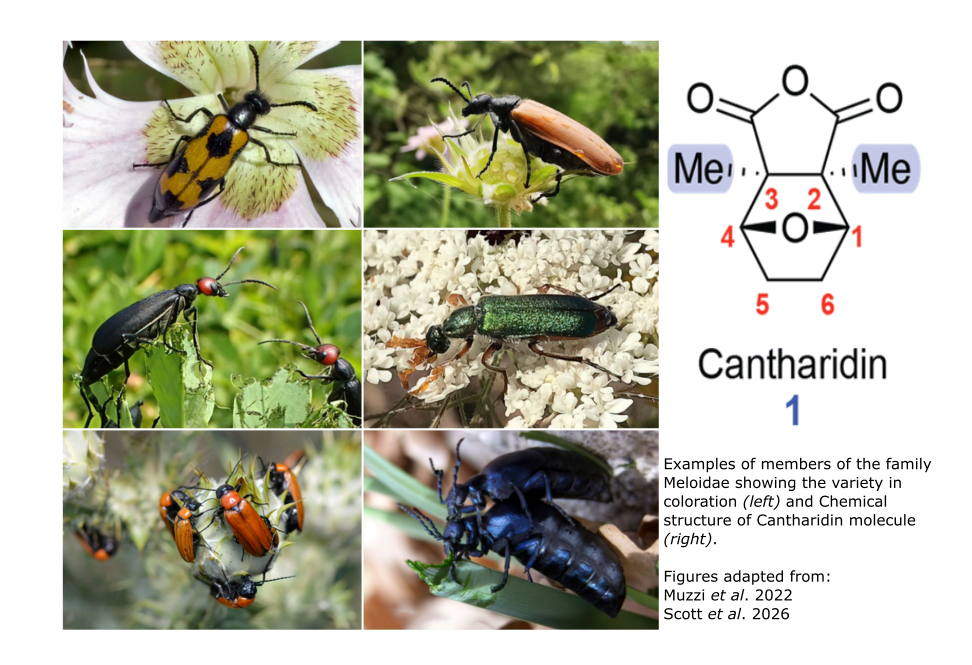 TOXIC SEX: WHEN POISON BECOMES A GIFT