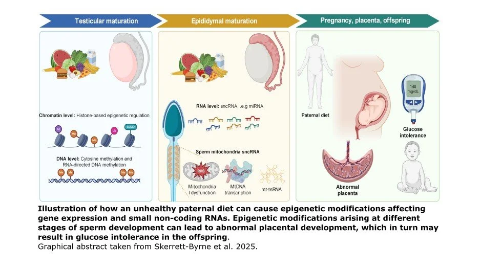 IS THE HEALTH OF THE OFFSPRING REALLY ONLY THE MOTHER’S RESPONSIBILITY?