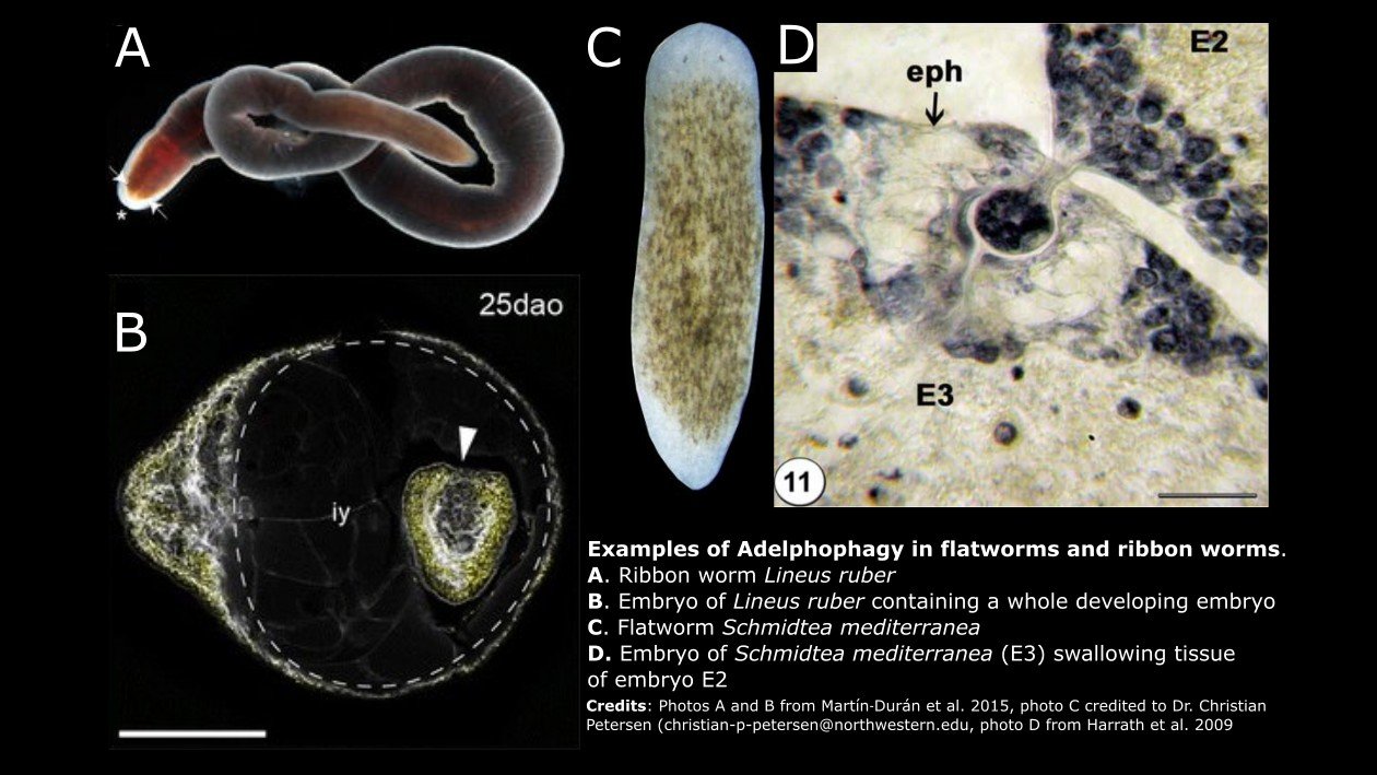 WHEN YOUR VERY FIRST MEAL IS YOUR SIBLING
