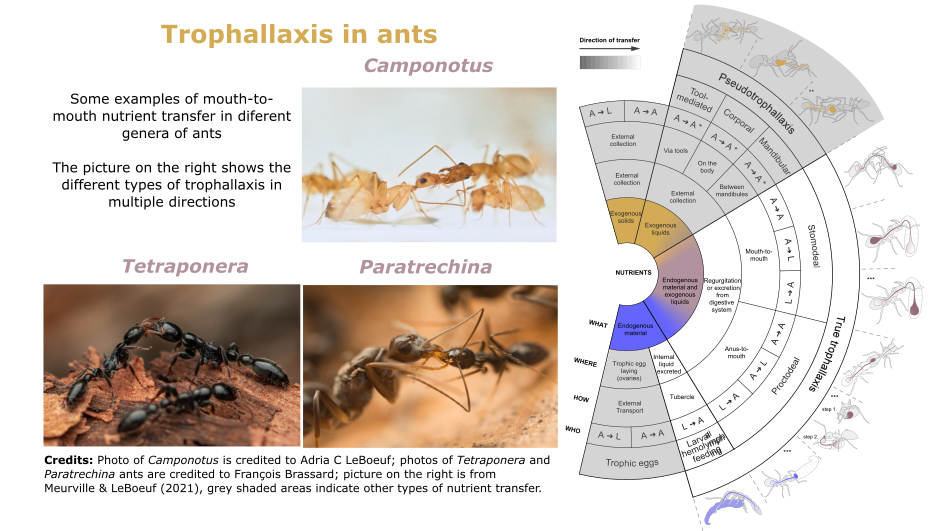 WHEN ANTS GET CLOSE…WHAT DO THEY EXCHANGE?